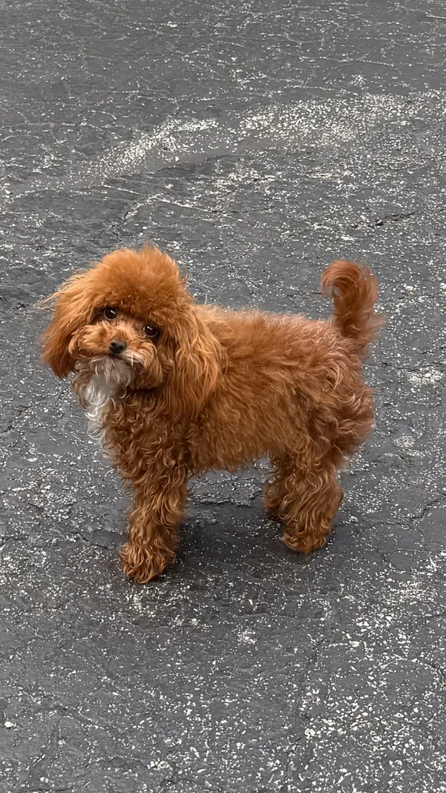 Leo - Riverland Rd, Fort Lauderdale