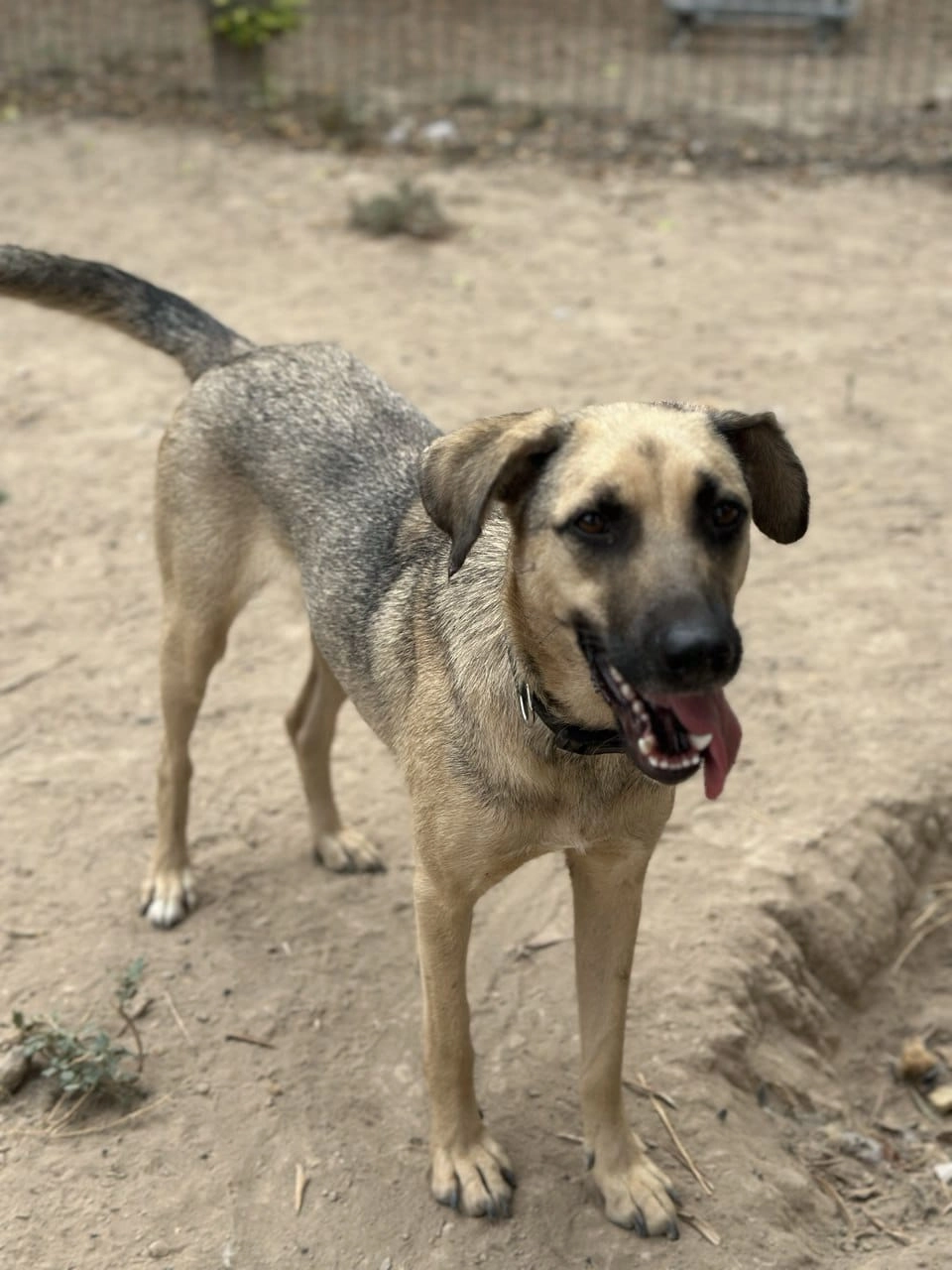 Sheila  - Calle de Formentera del Segura, Alicante