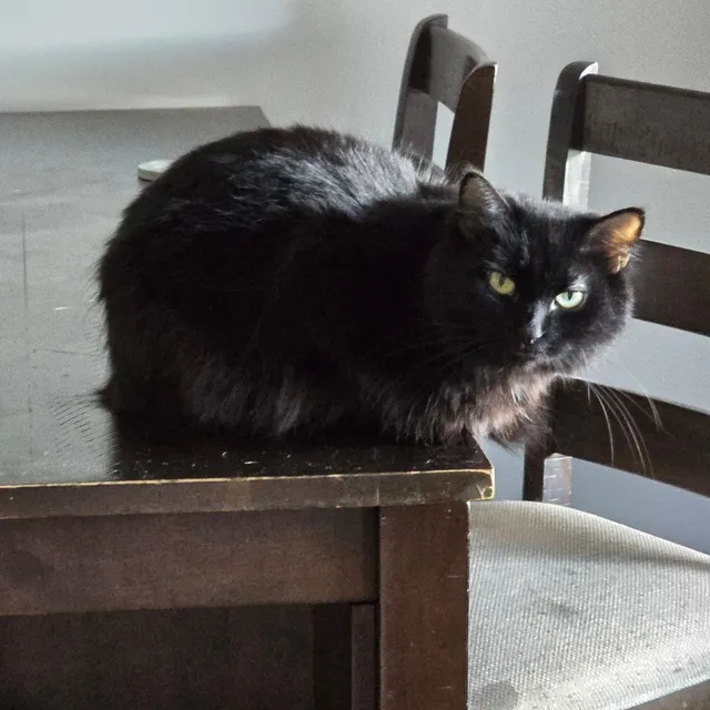 Kitten - 33444, Delray Beach
