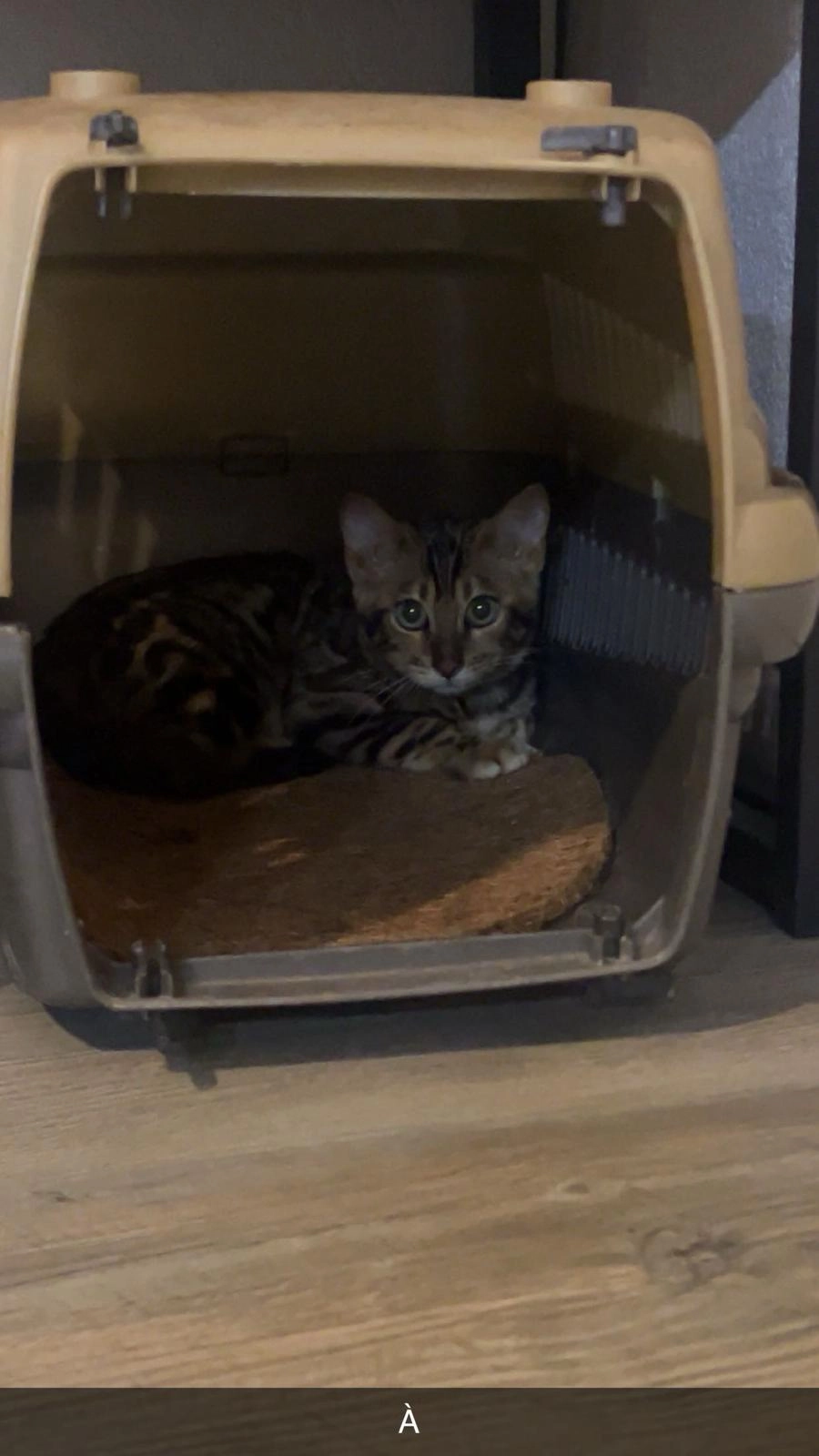 Tarek - Rue des Cigognes, Barr