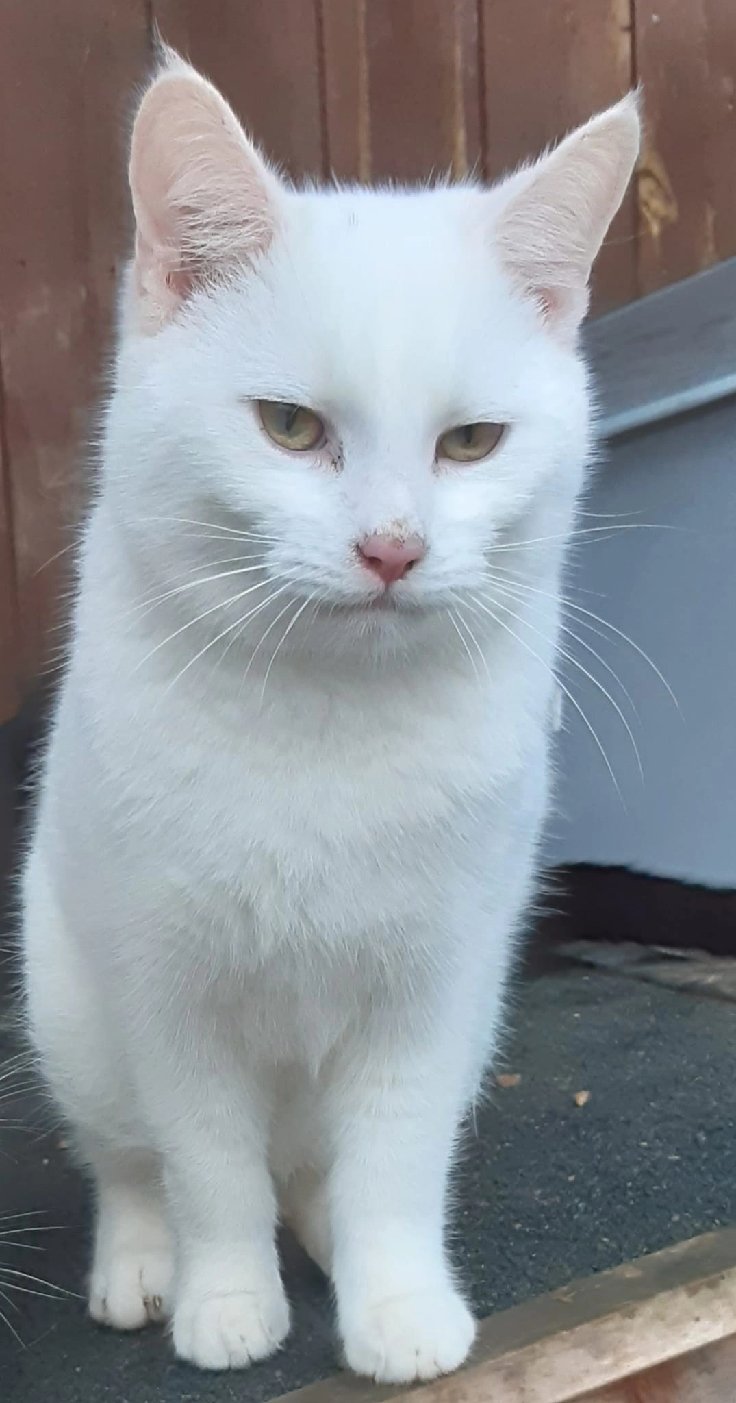 SMUDGE - Farley Green, Newmarket