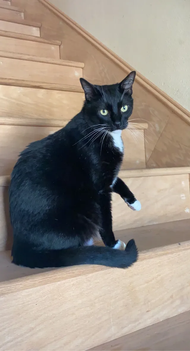 Milo - 4916 Milne Dr, Torrance