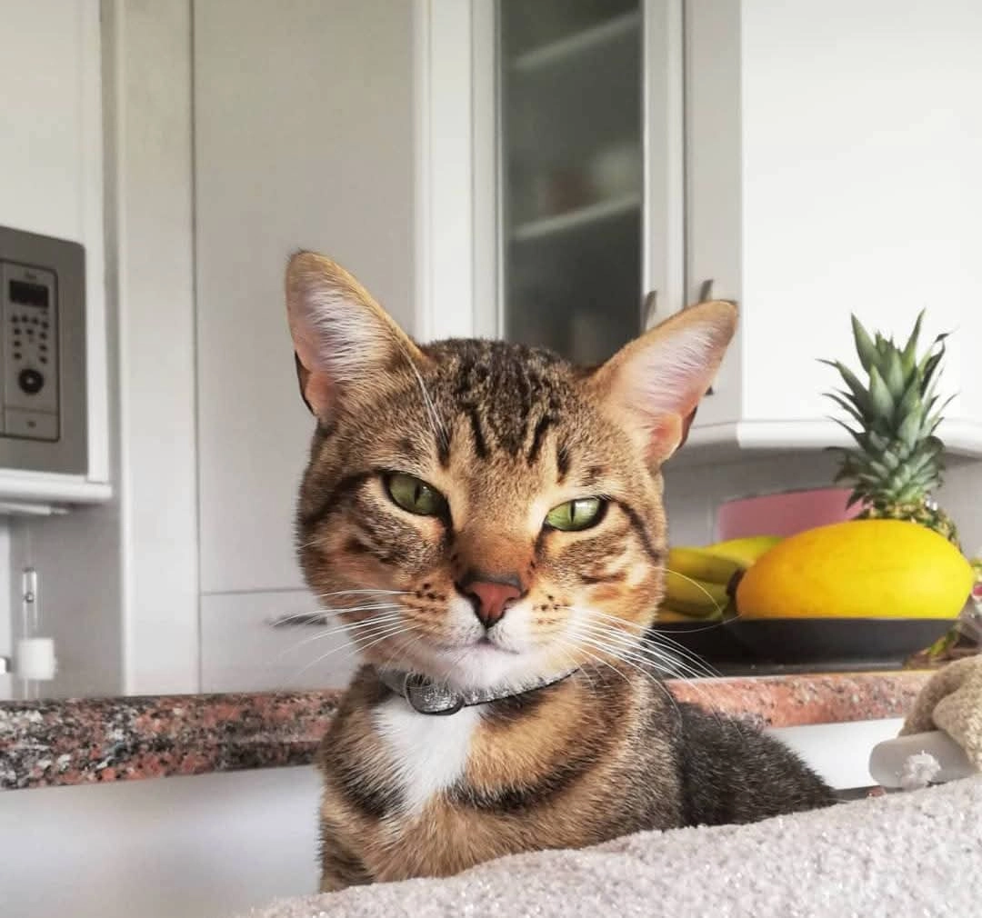 Paquito - Rue de Subernoa, Hendaye