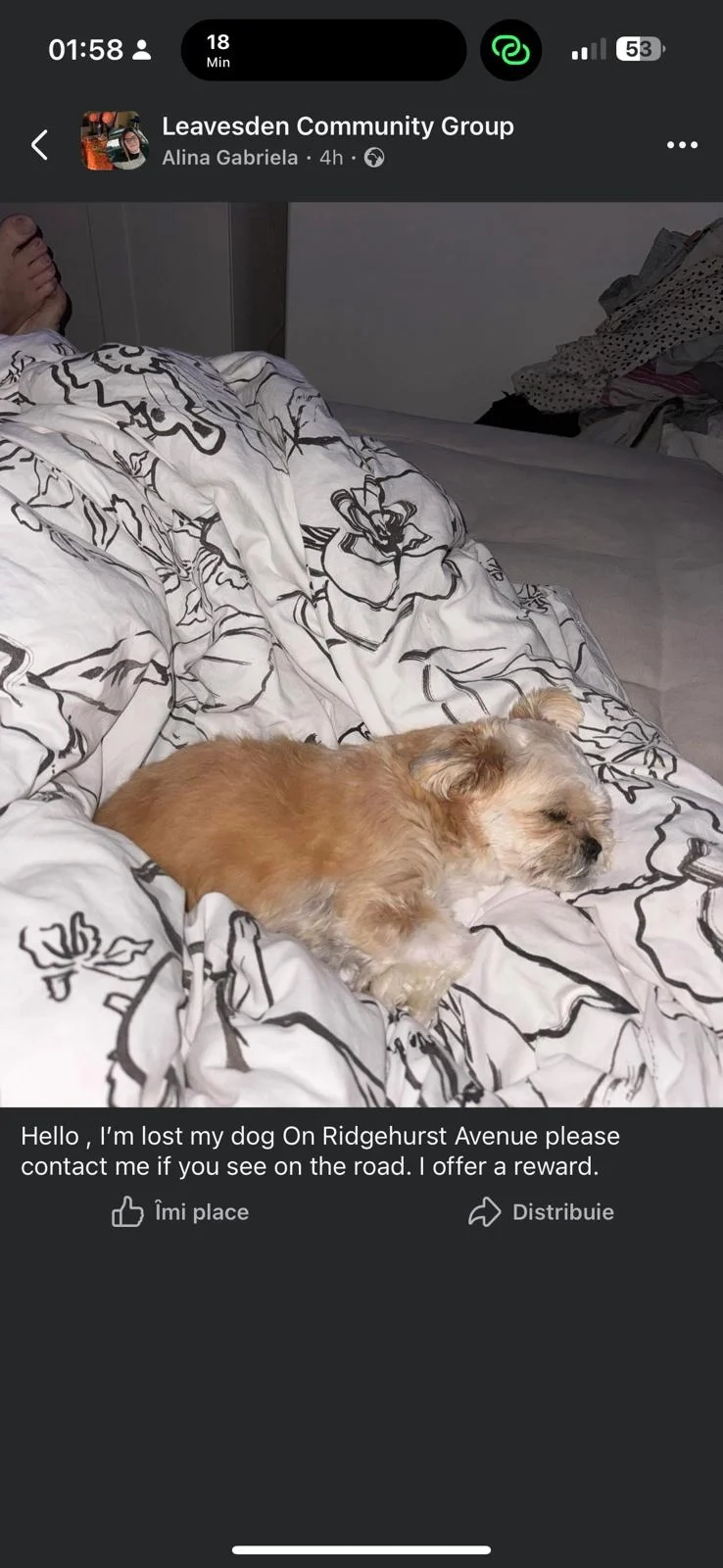 Gesy - Ridgehurst Avenue, Watford