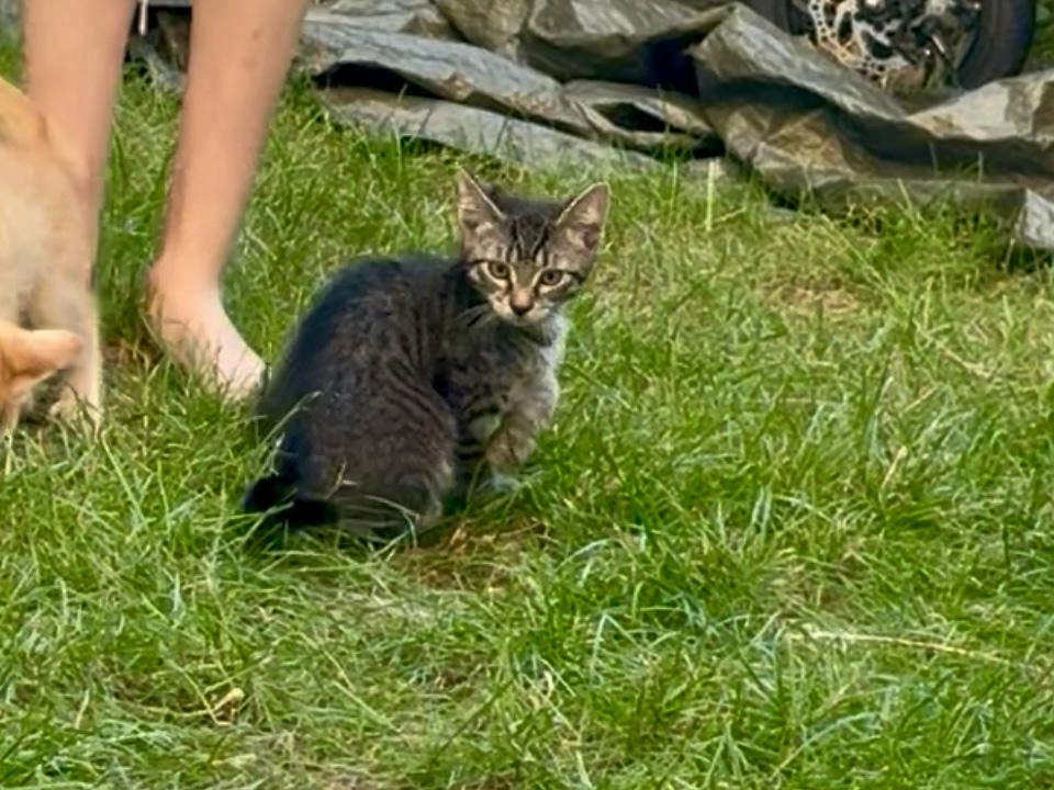 Loki - Albert-Schweitzer-Straße 10, Wels