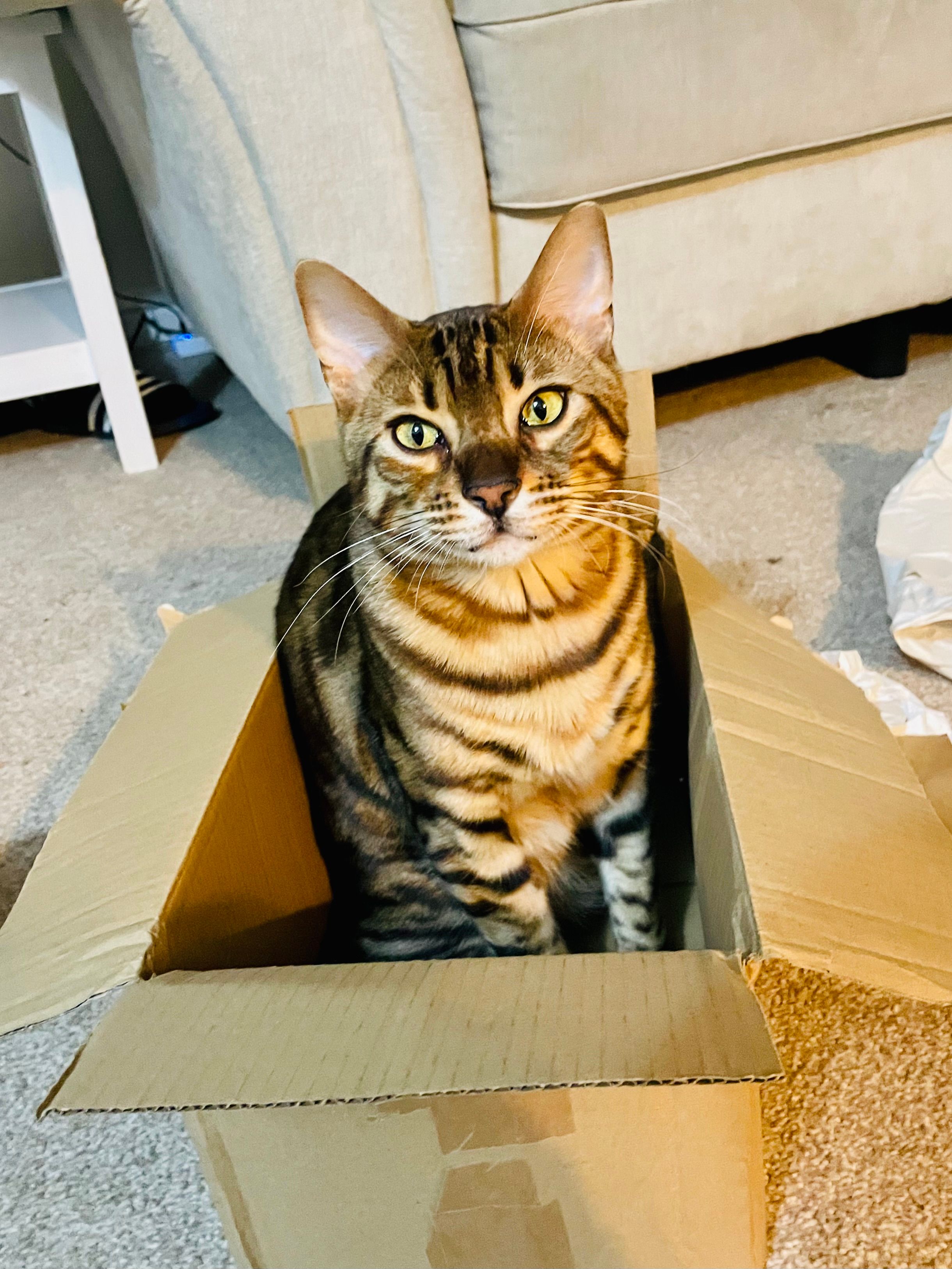 Mogwai - SP5 3, Salisbury