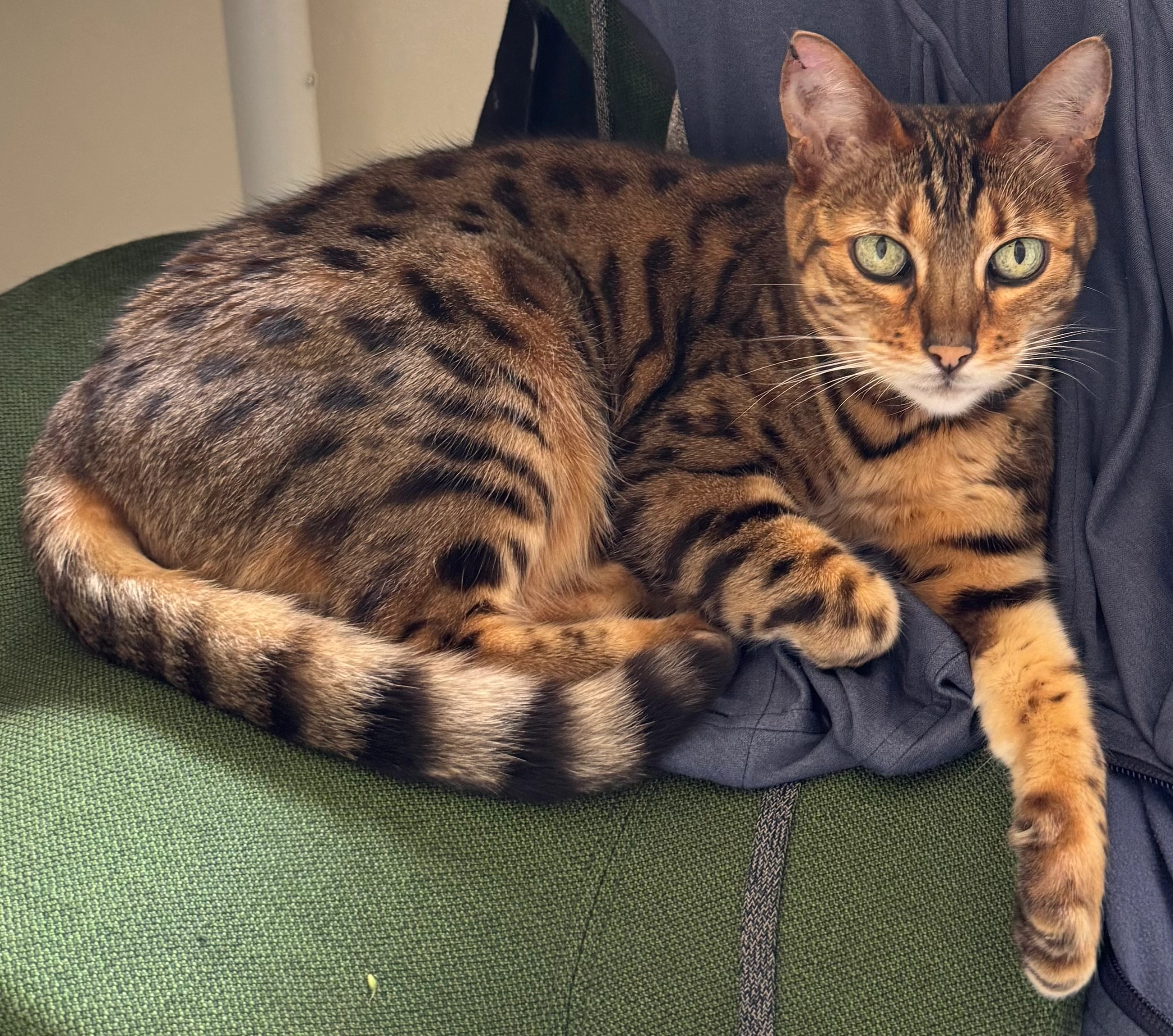 Mia  - Ormerod Road, Bristol