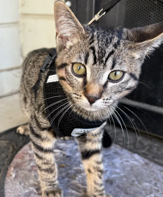 oliver - Talisman Drive, Bakersfield