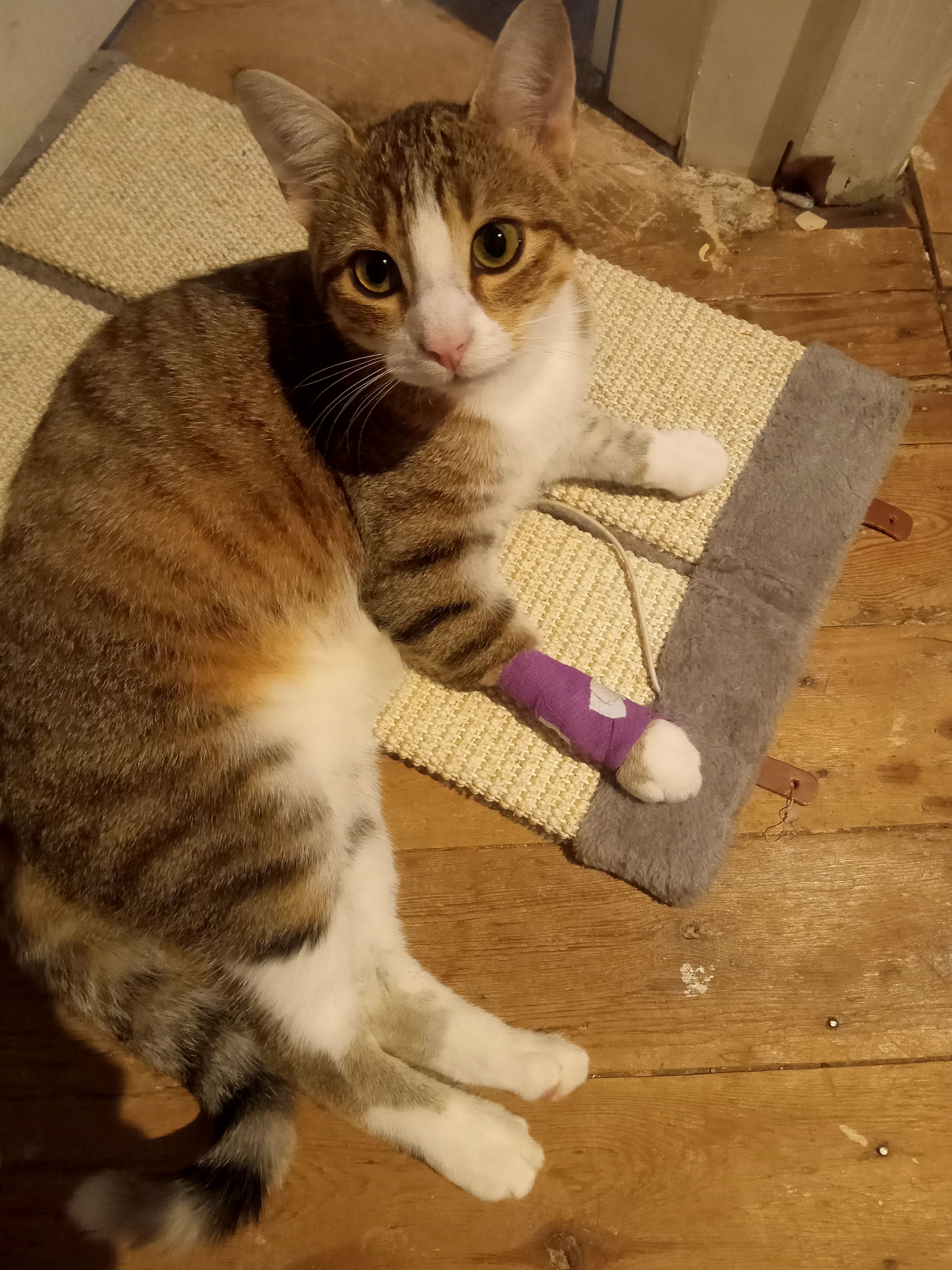 Mochi  - Rue Auguste Coulon, La Souterraine