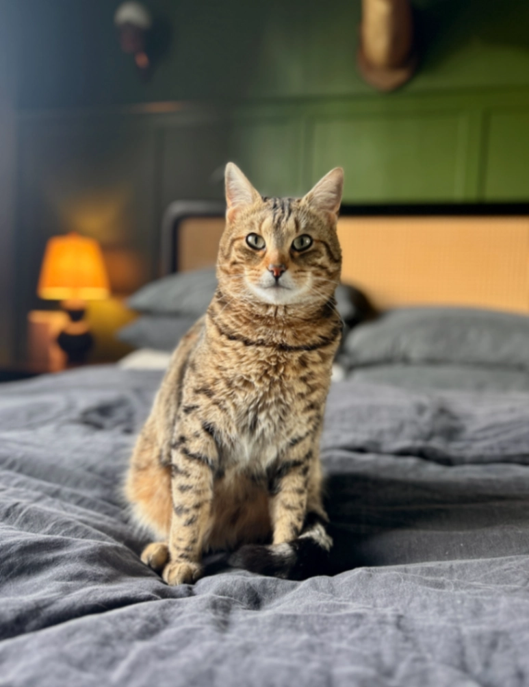 Frenchie - GU6 8, Cranleigh