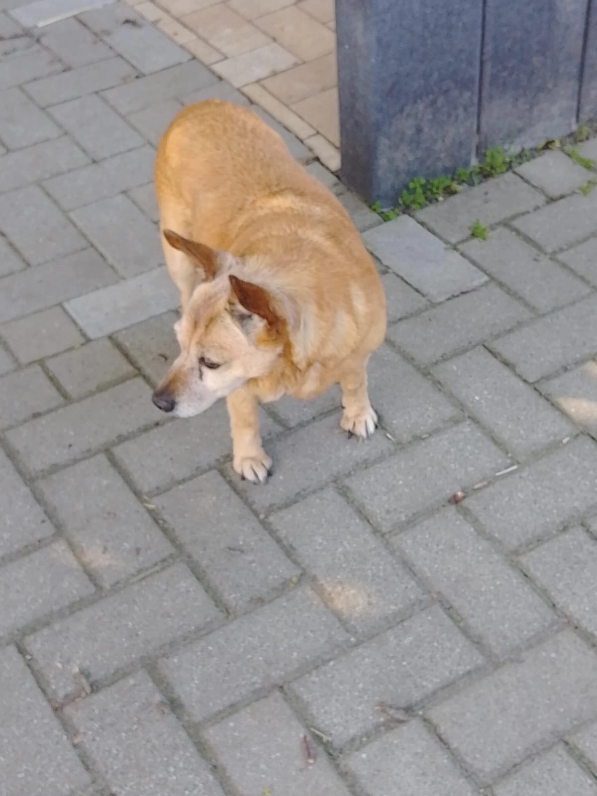 Chila - Maipfad, Berlin