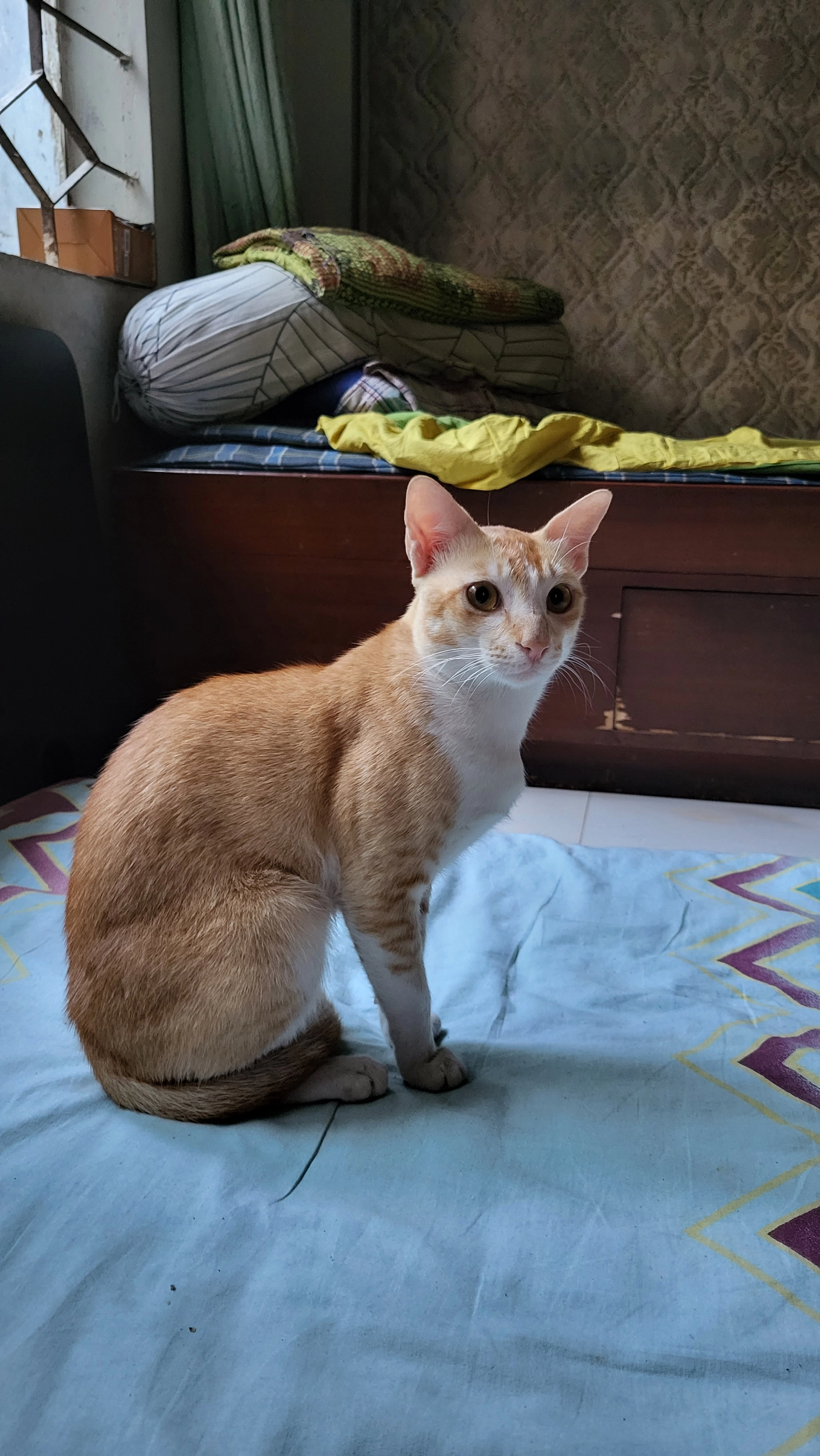 Babu - Lalbagh Thana, Dhaka