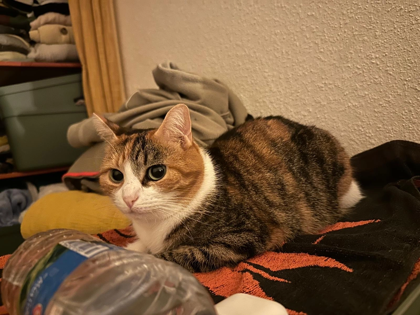 Yui - 7 Rue de Gouédic, Saint-Brieuc