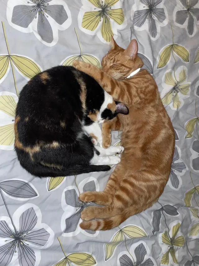 Nala - MK42 9, Bedford