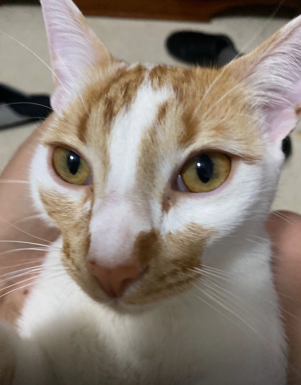 Queso - Calle de Manuel de Falla 7, Miajadas