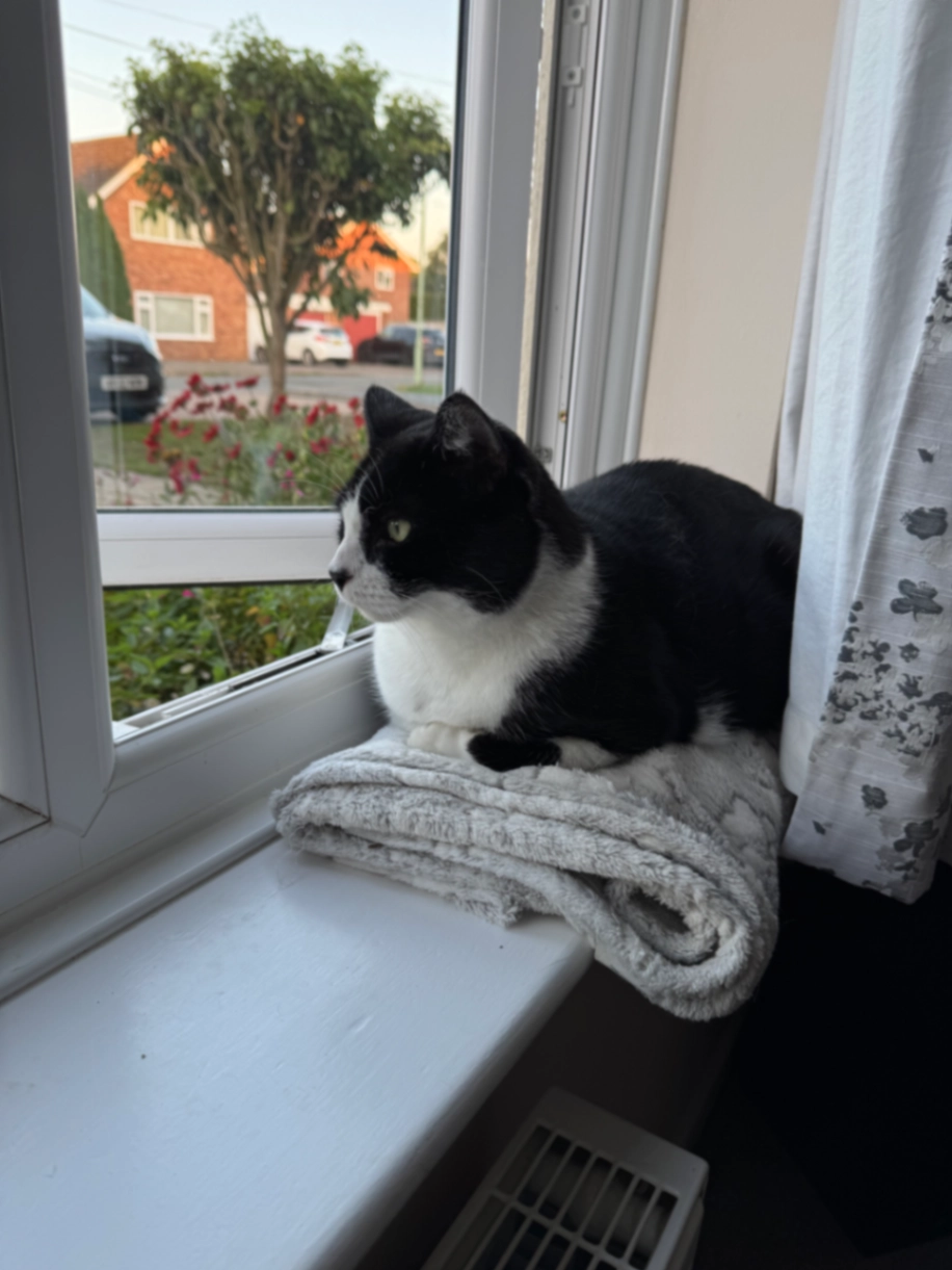 Bertie - The Hambros, Bury Saint Edmunds