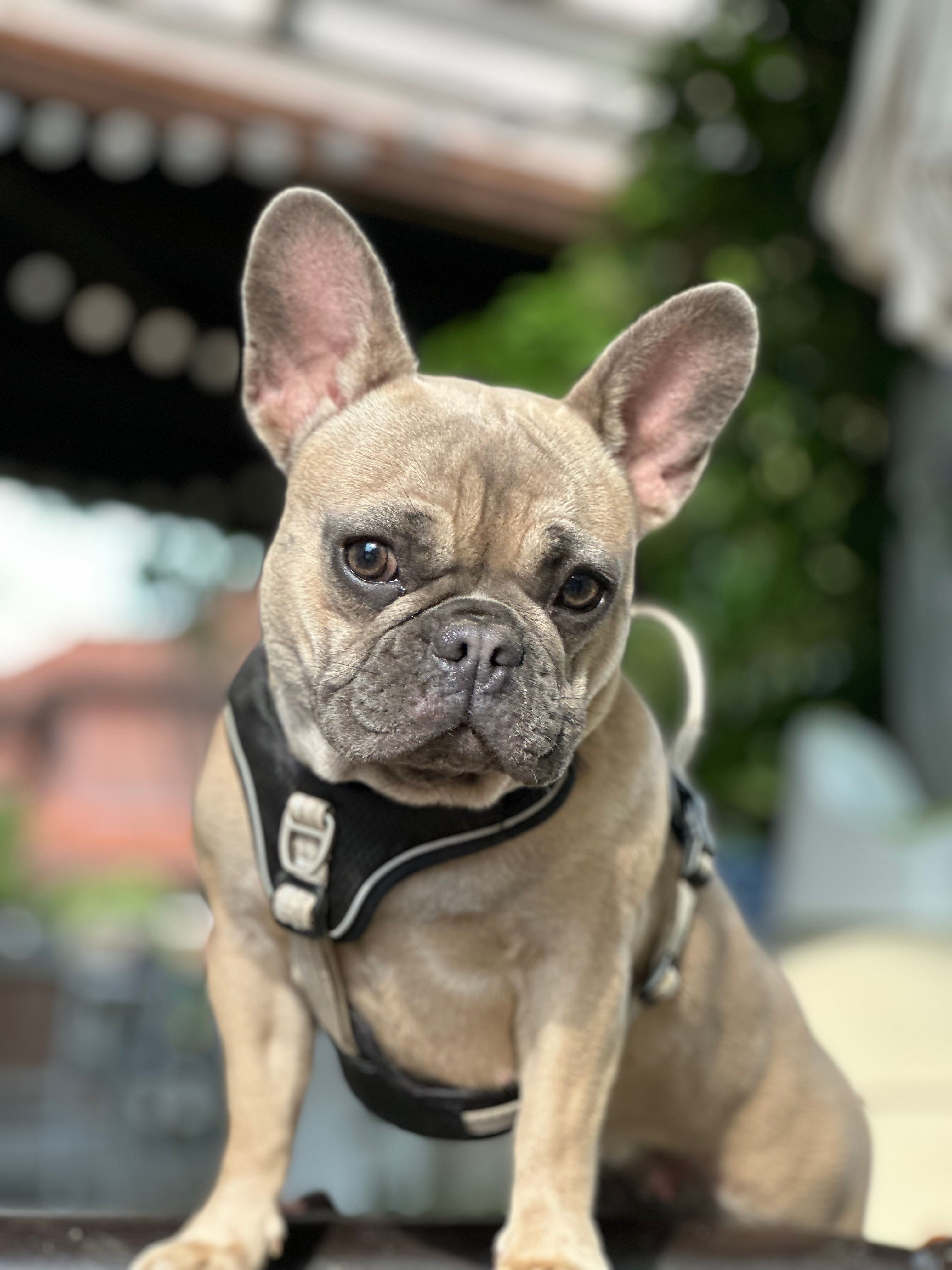 Paula  - Friedrich-Fischer-Straße, Rostock