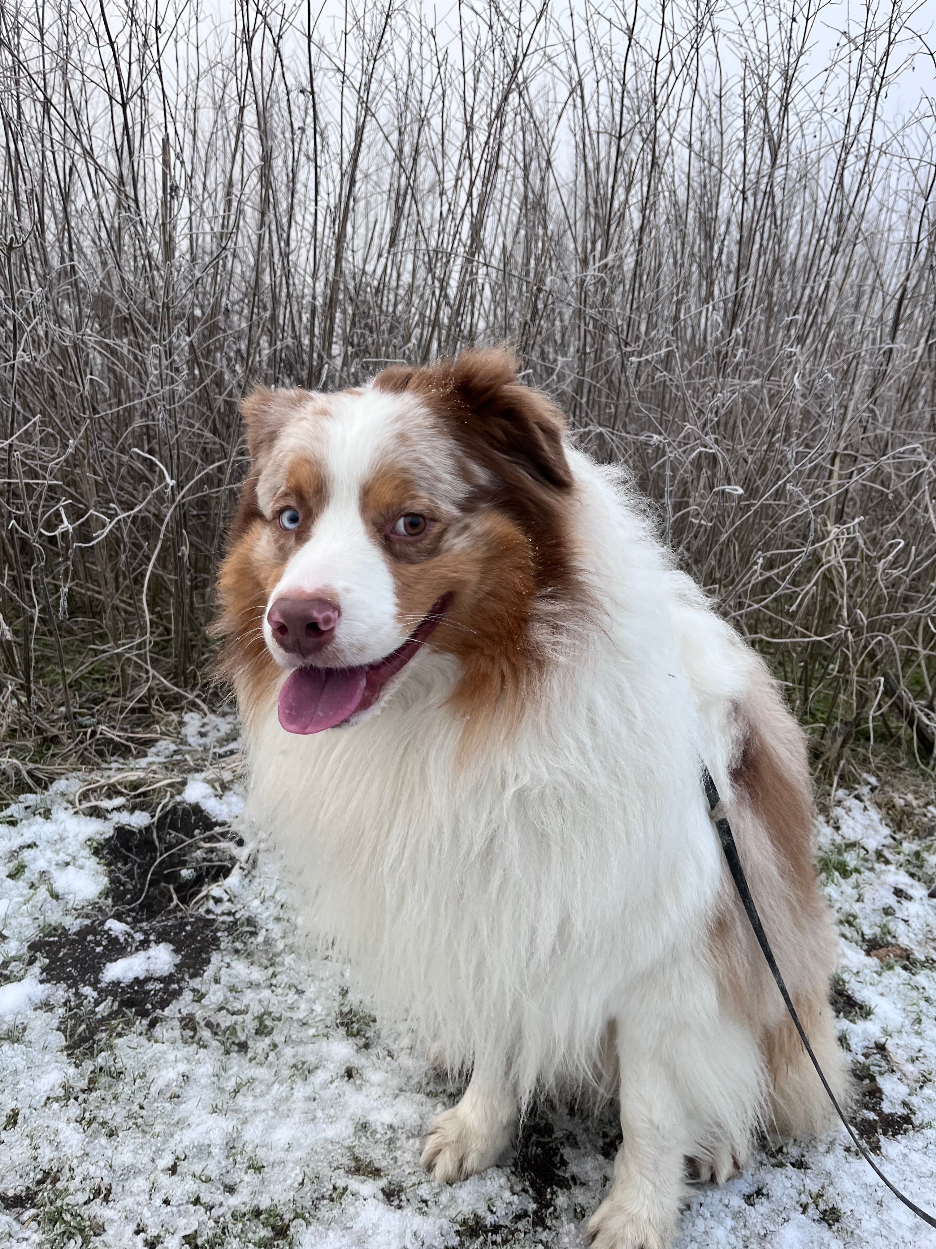 DAX - Molenstraat, Kruibeke