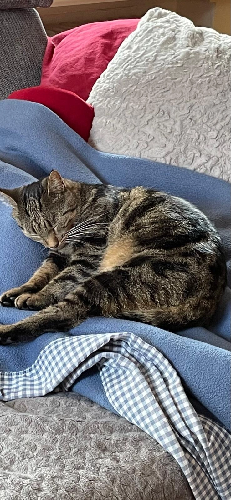 Lilly - Am Berg, Mistelbach