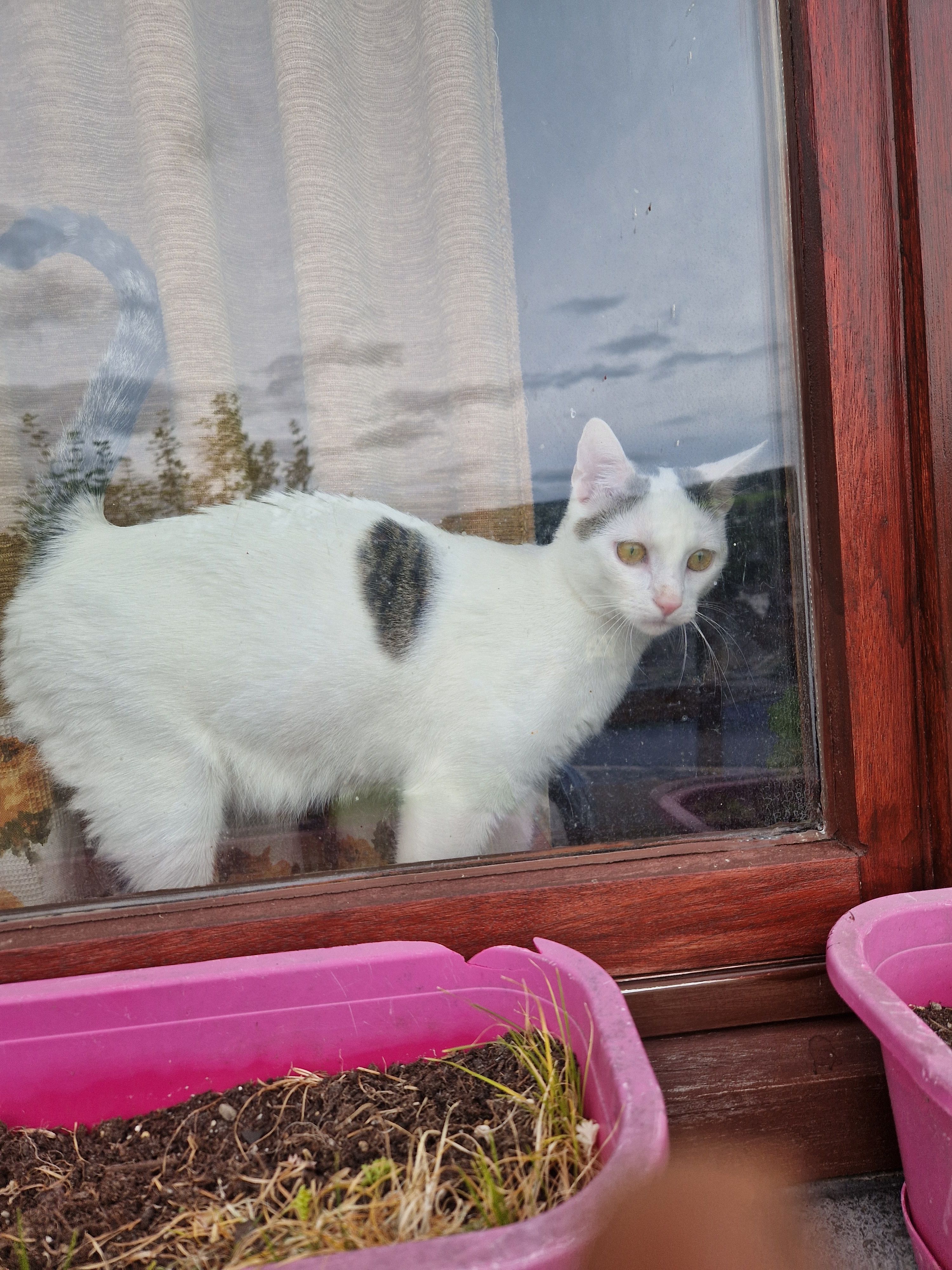 Sillu - Rue Bois Des Moines, Houffalize