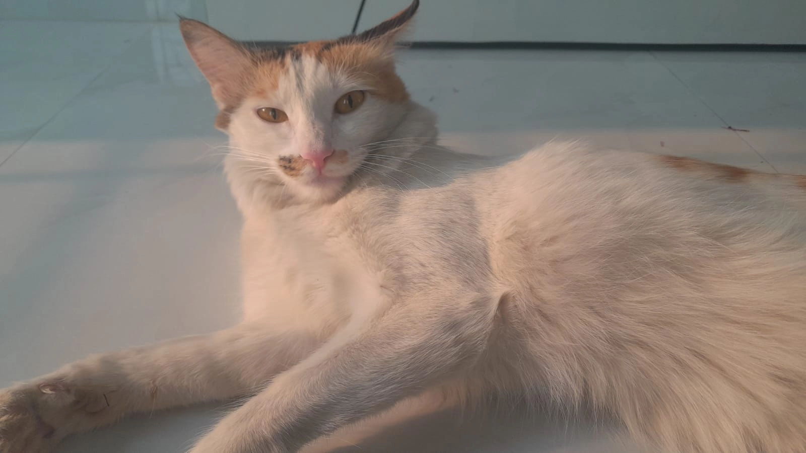 miaav - behind bloomfield school,jagdamba bhuwan road, pisoli , Pune