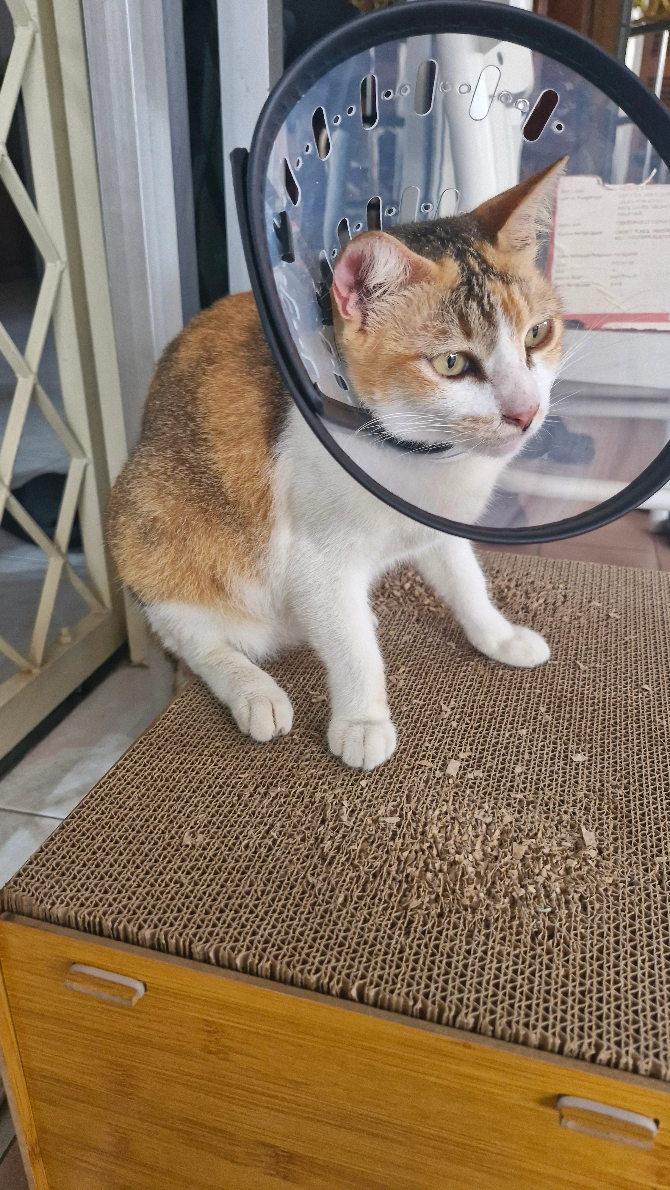 Coco - 80400, Johor Bahru