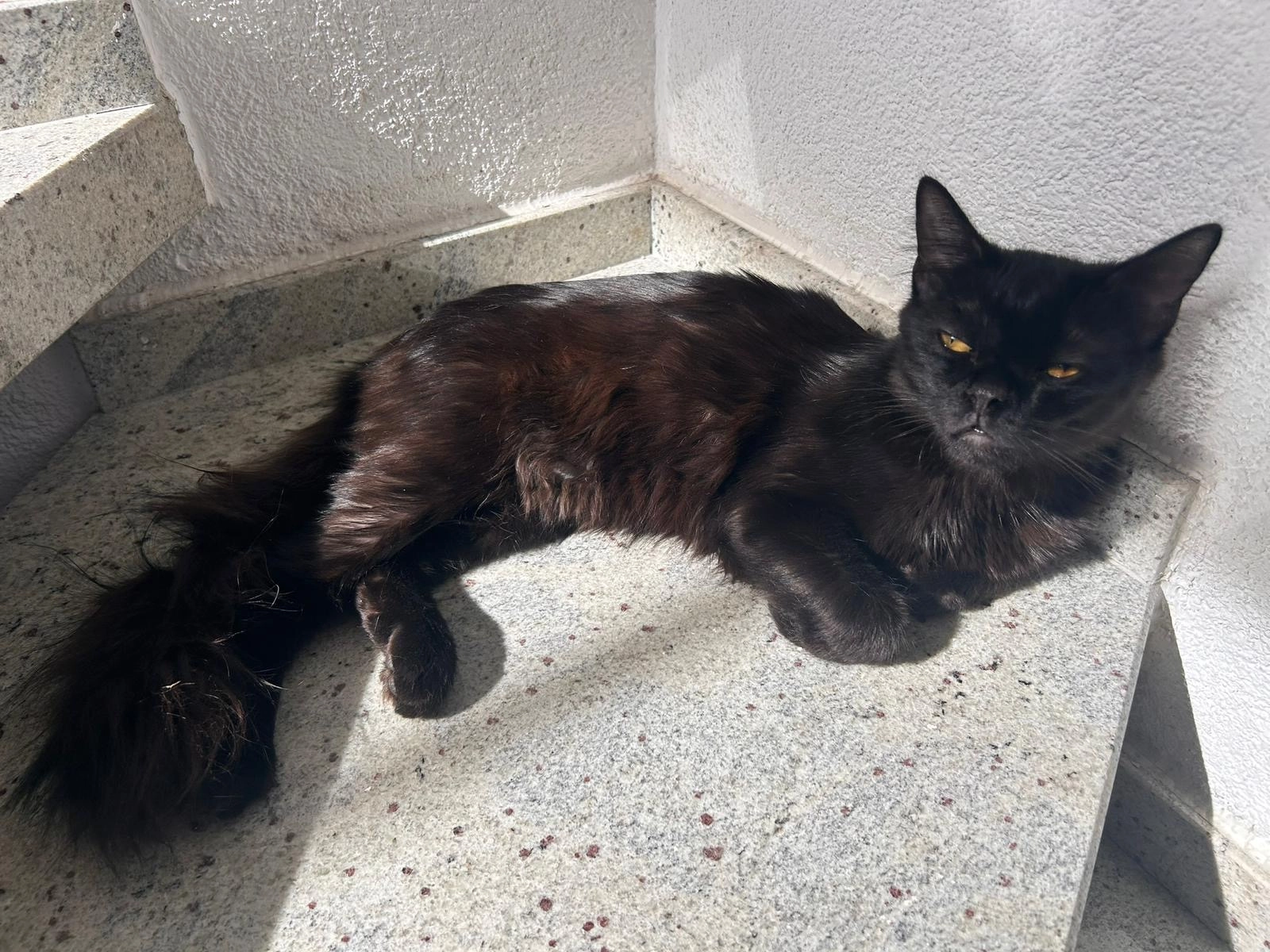 Shadow - Bornstraße, Bingen am Rhein