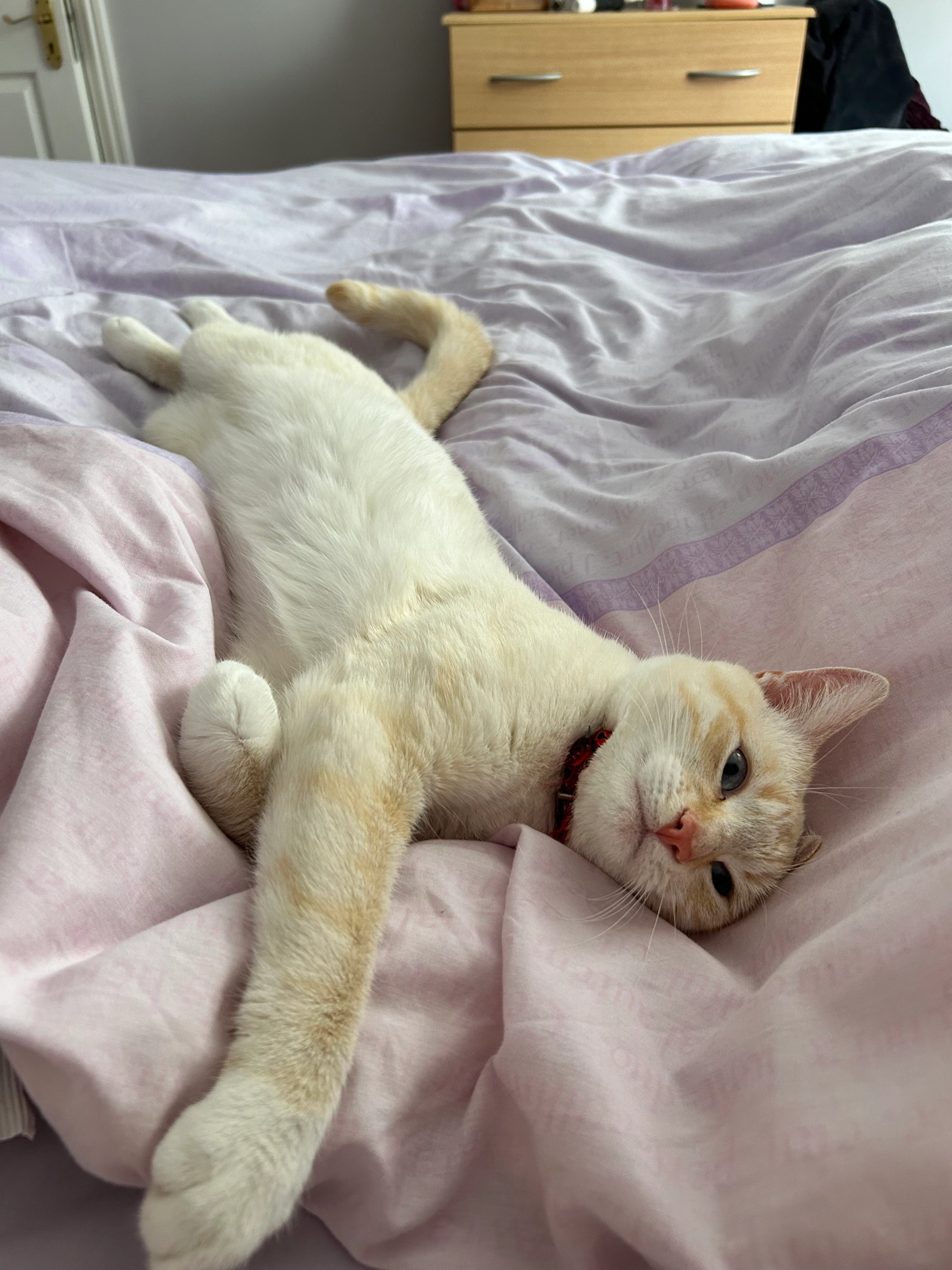 Louie - Cois Glaisin Rise, Navan