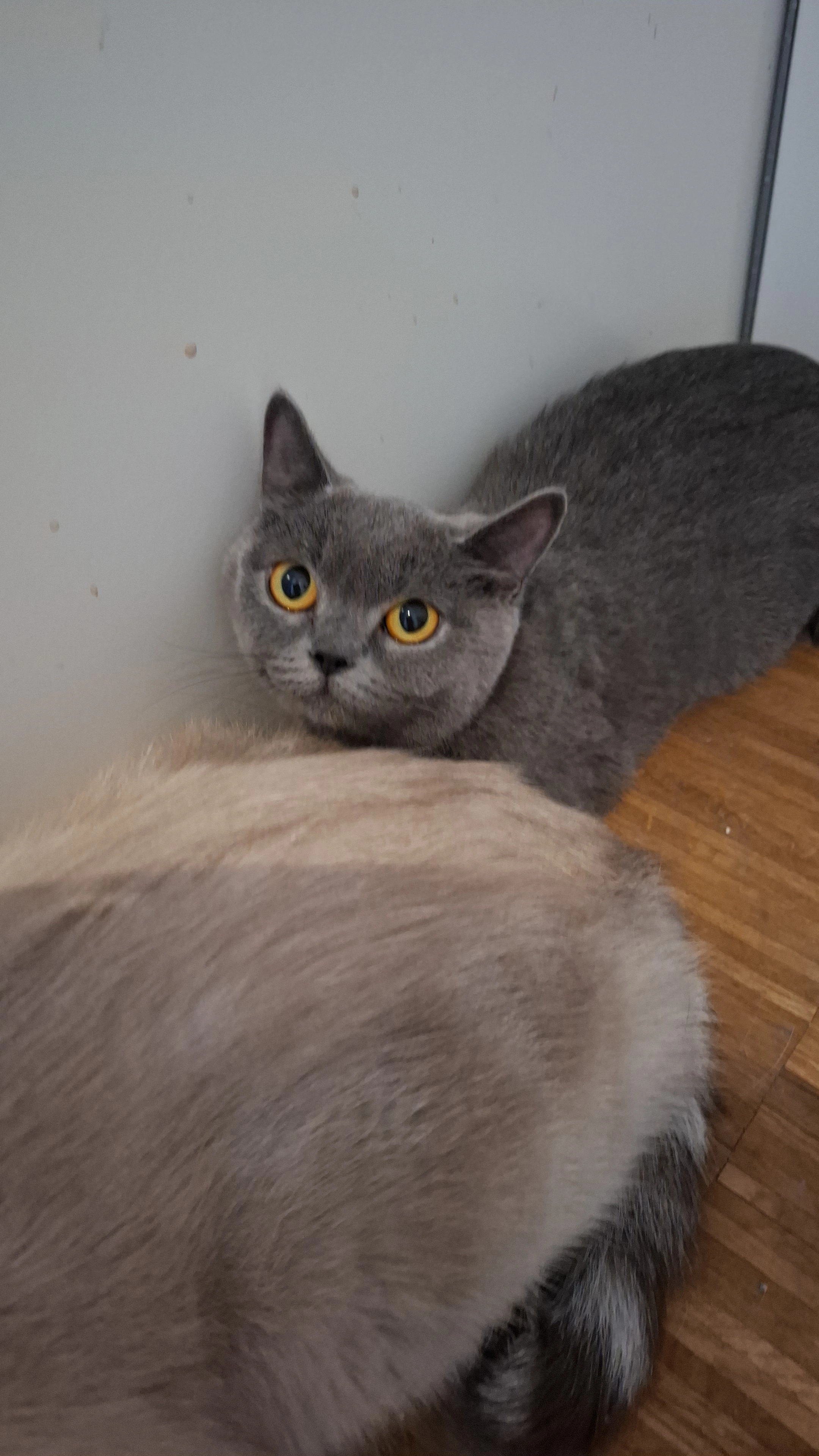 Stormy - Amselweg, Zuchwil