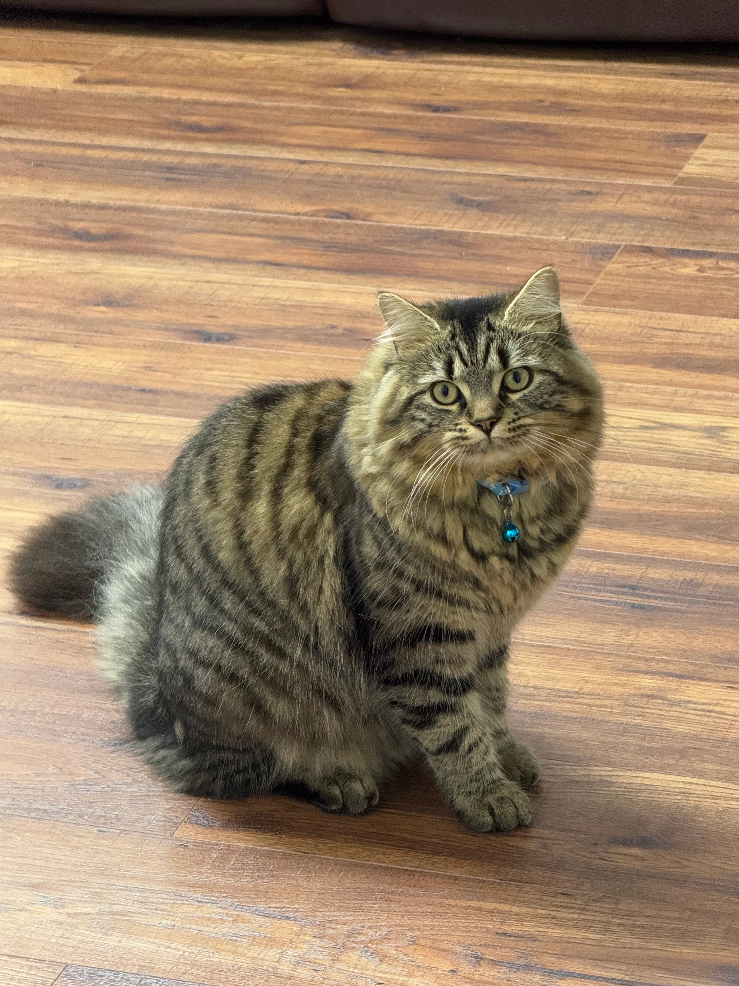 Jaanko - OL12 6, Rochdale