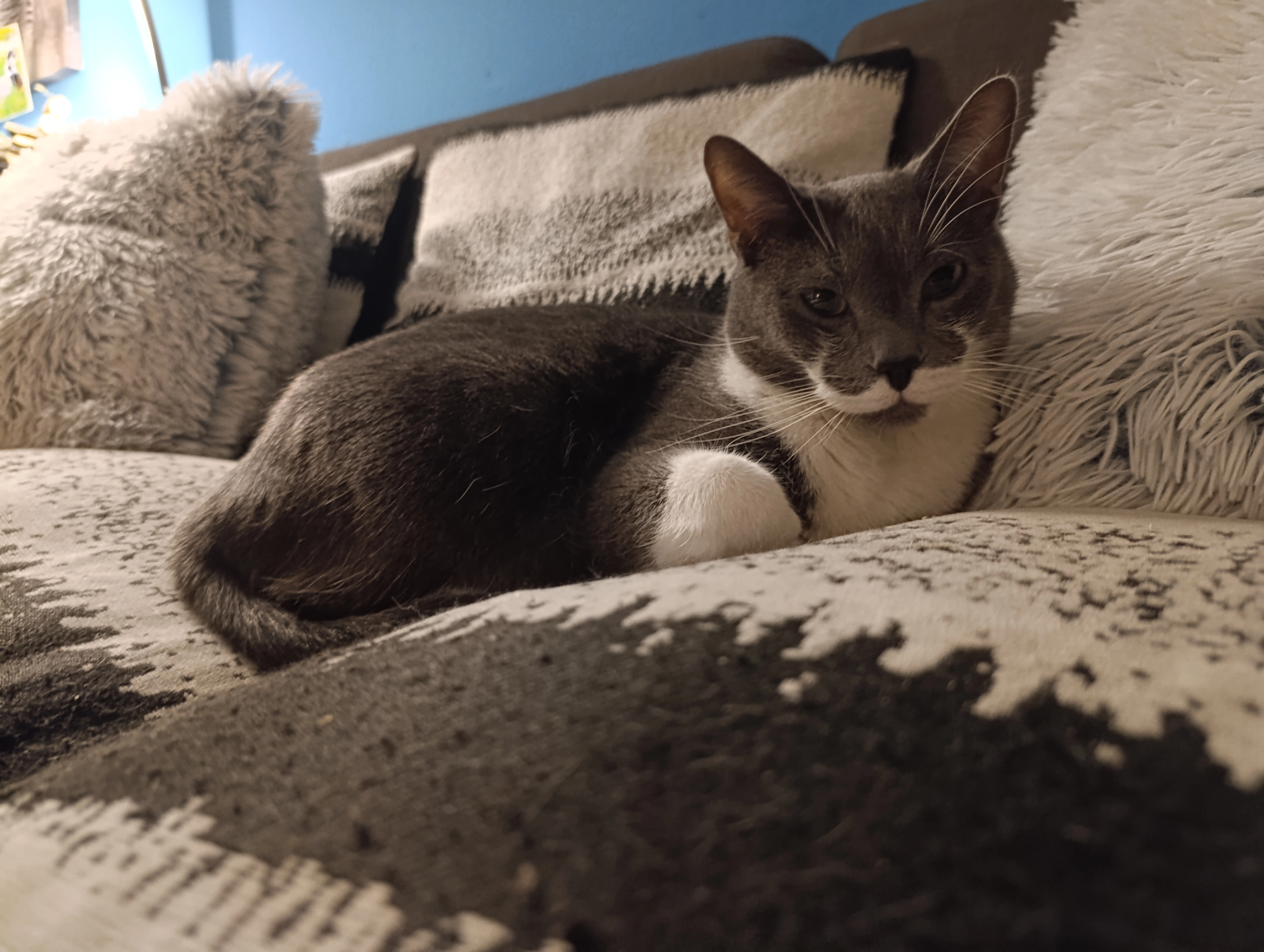 Pumba - 1 Cours Malherbe, Vesoul