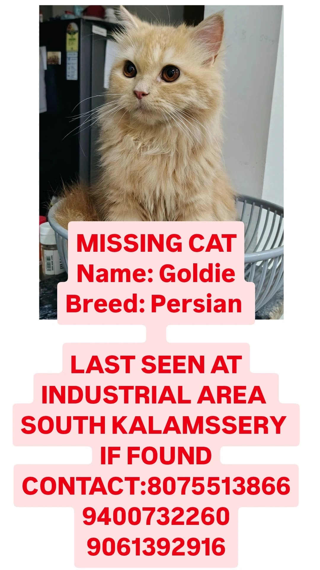 Goldie - Alexander Garden Road, Ernakulam