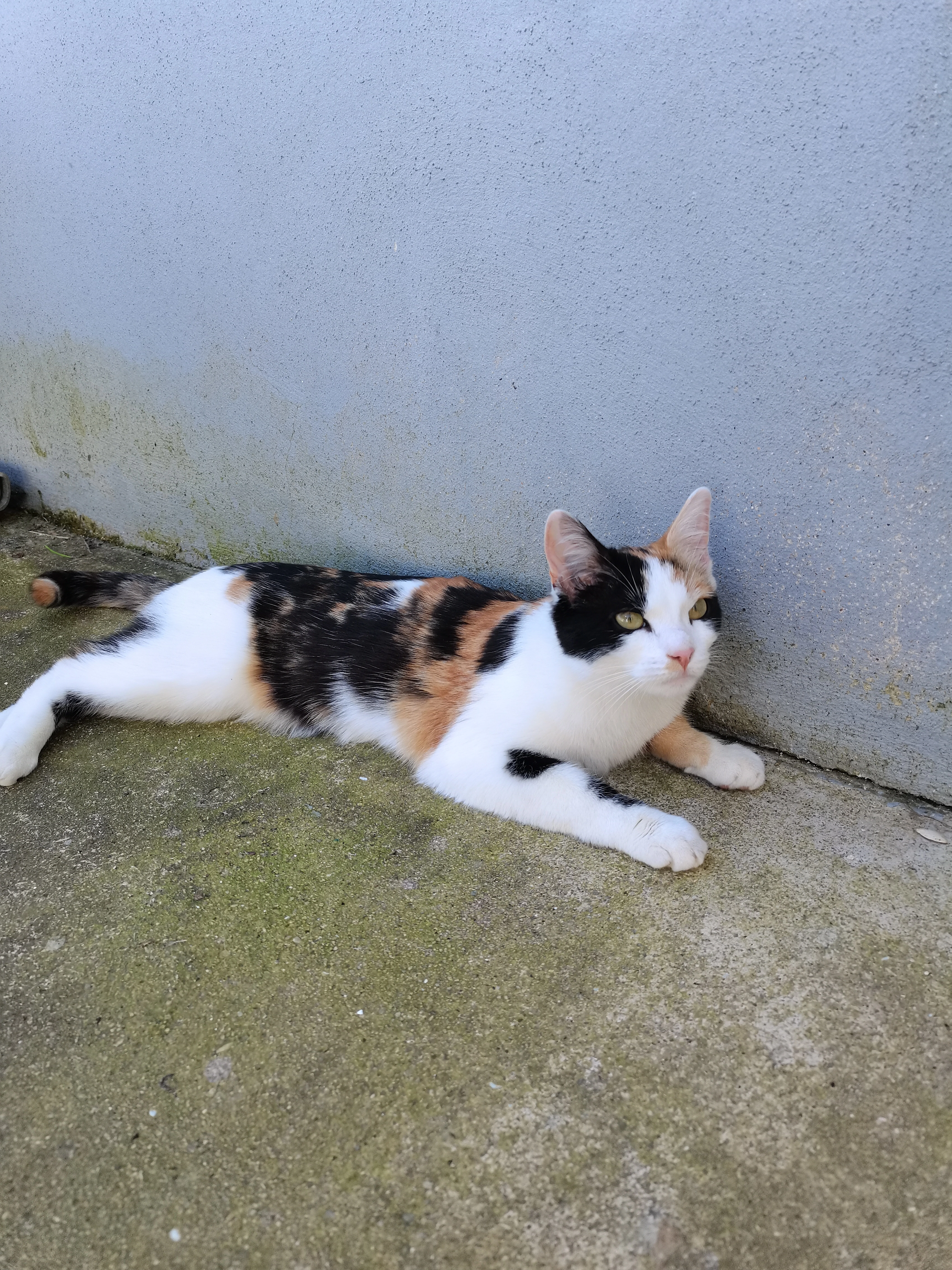 Maggie  - 65 Rue de Nezenel, Locmiquélic