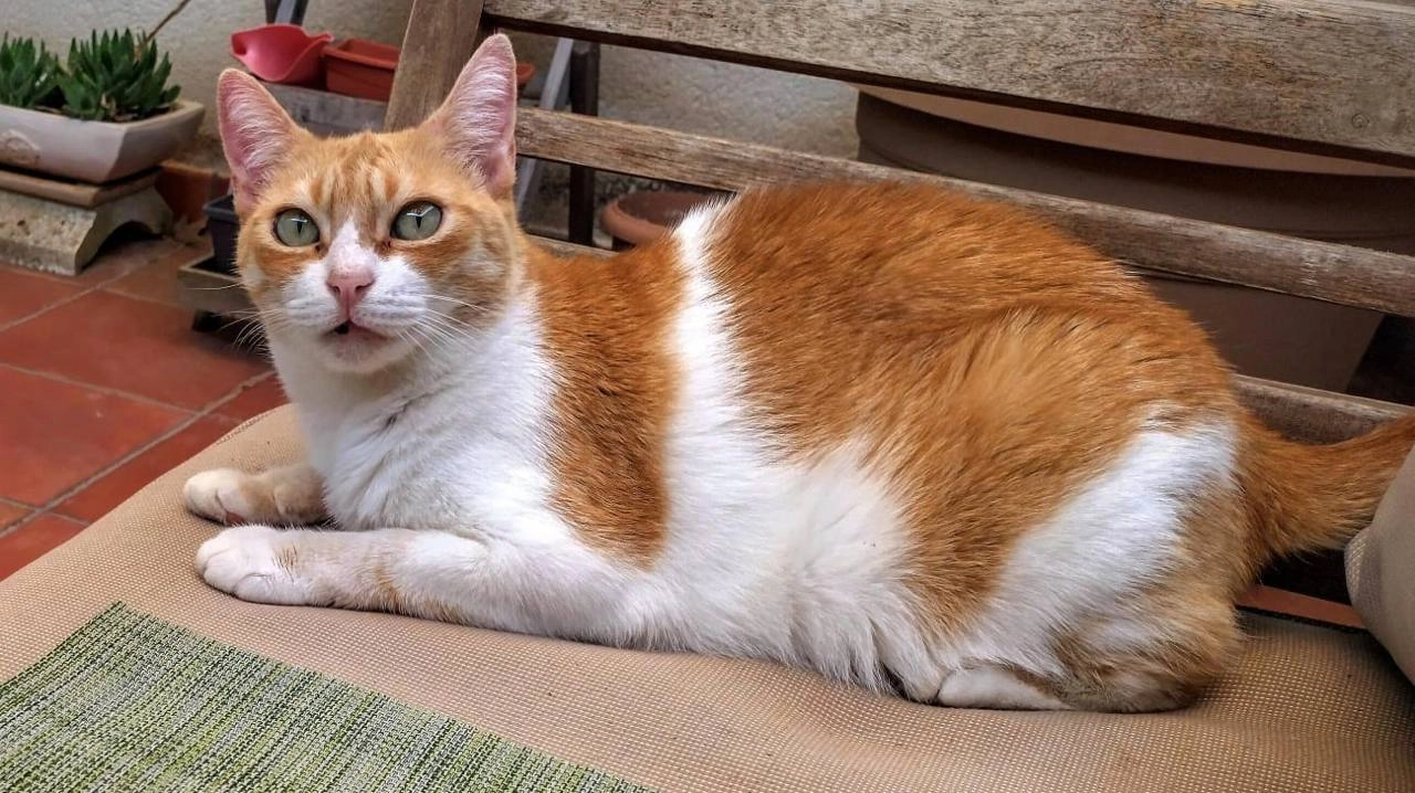 Kat - Avenida Memorial De La Paz De Hirosima, Aranjuez