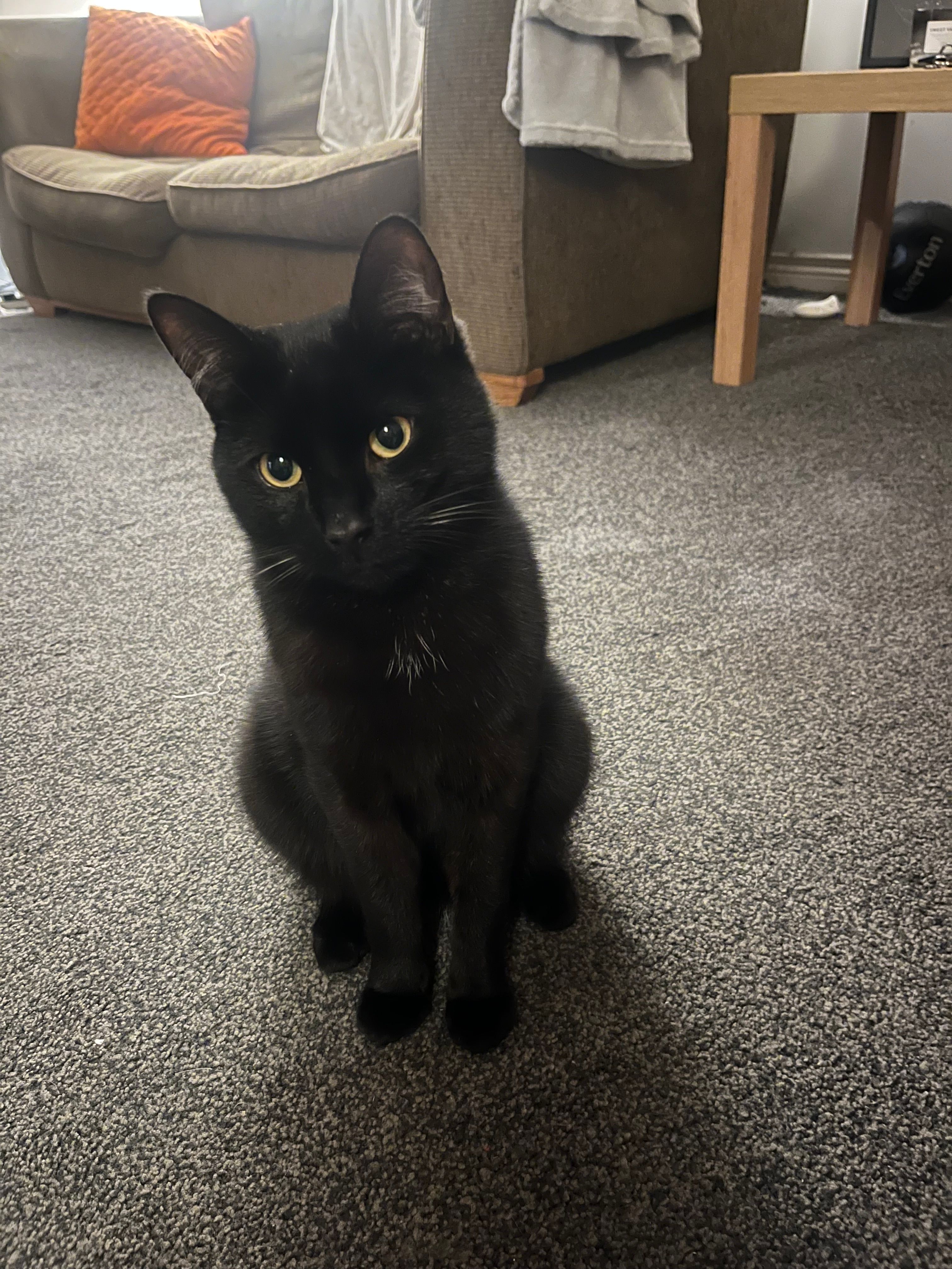 Fred - Lower Crescent, Newtownards