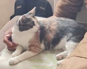 Mimine  - Rue des Quatre Consuls, Fleurance