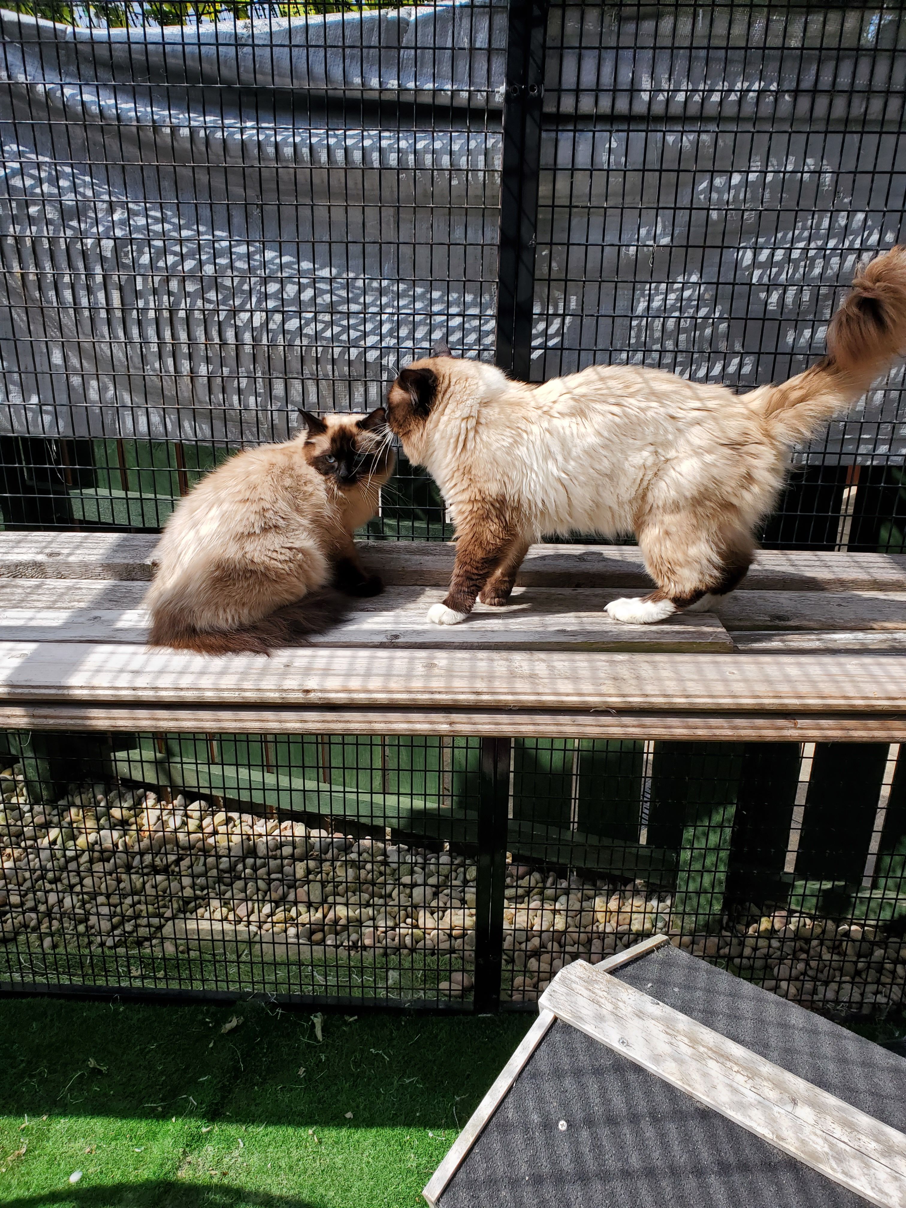 Romeo - EH21 7, Musselburgh