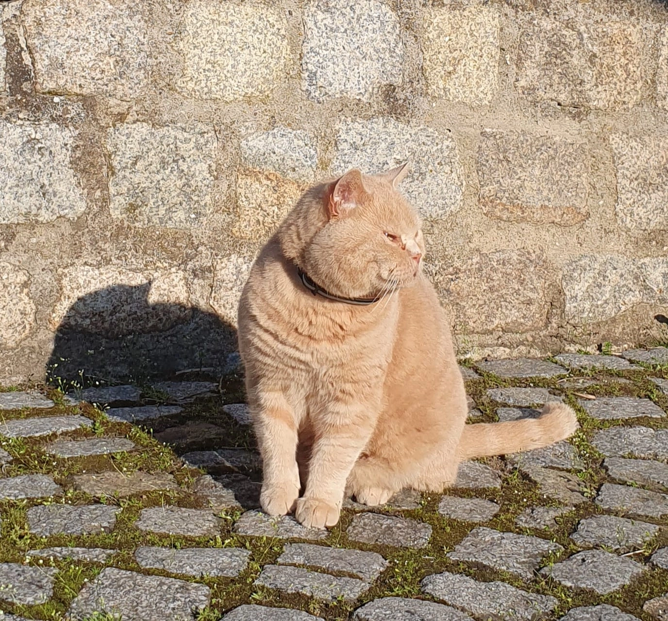 Creami - Fliederweg, Aschersleben
