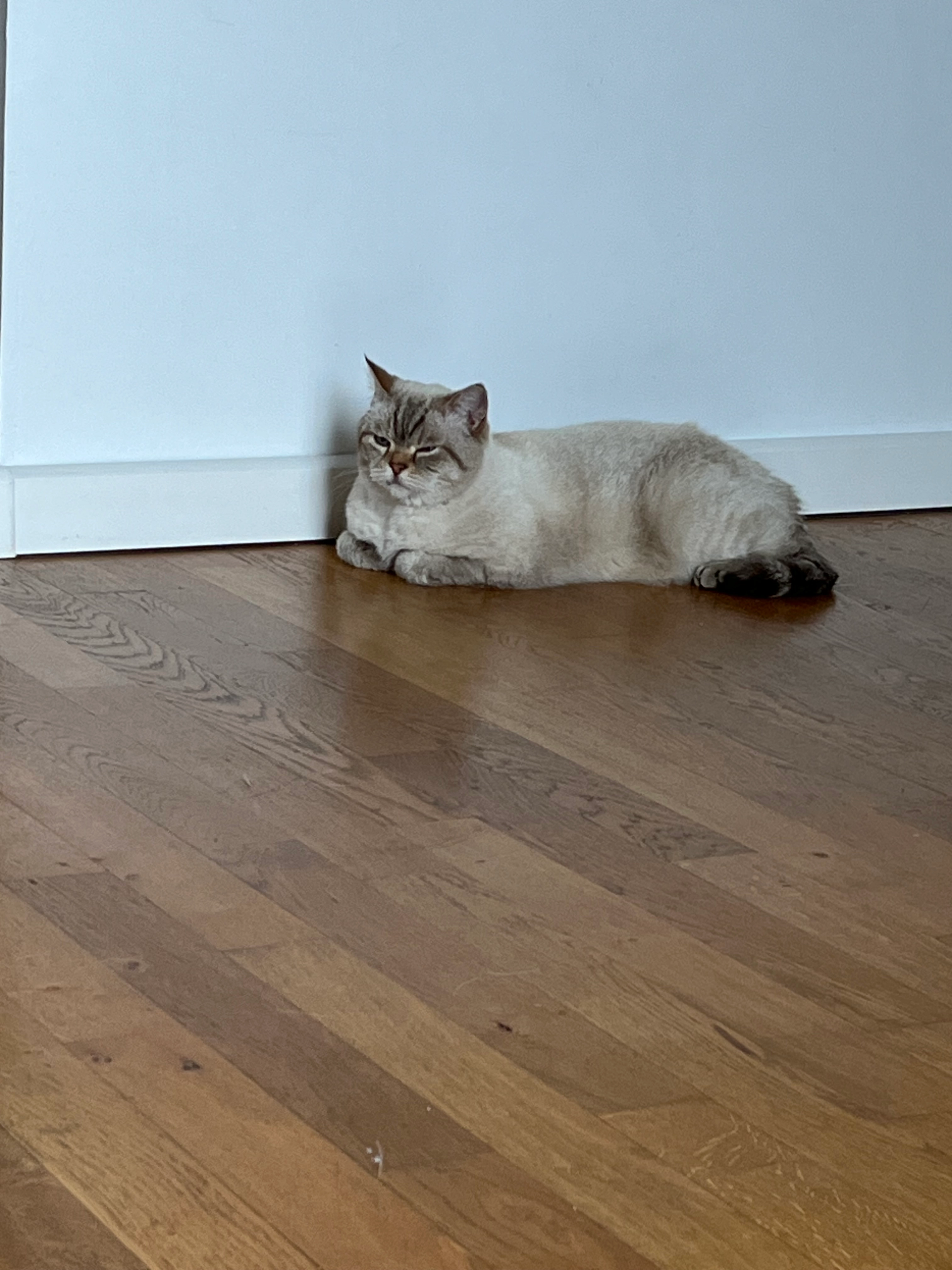 Rio - 15 Rue Prosper Mérimée, Mérignac