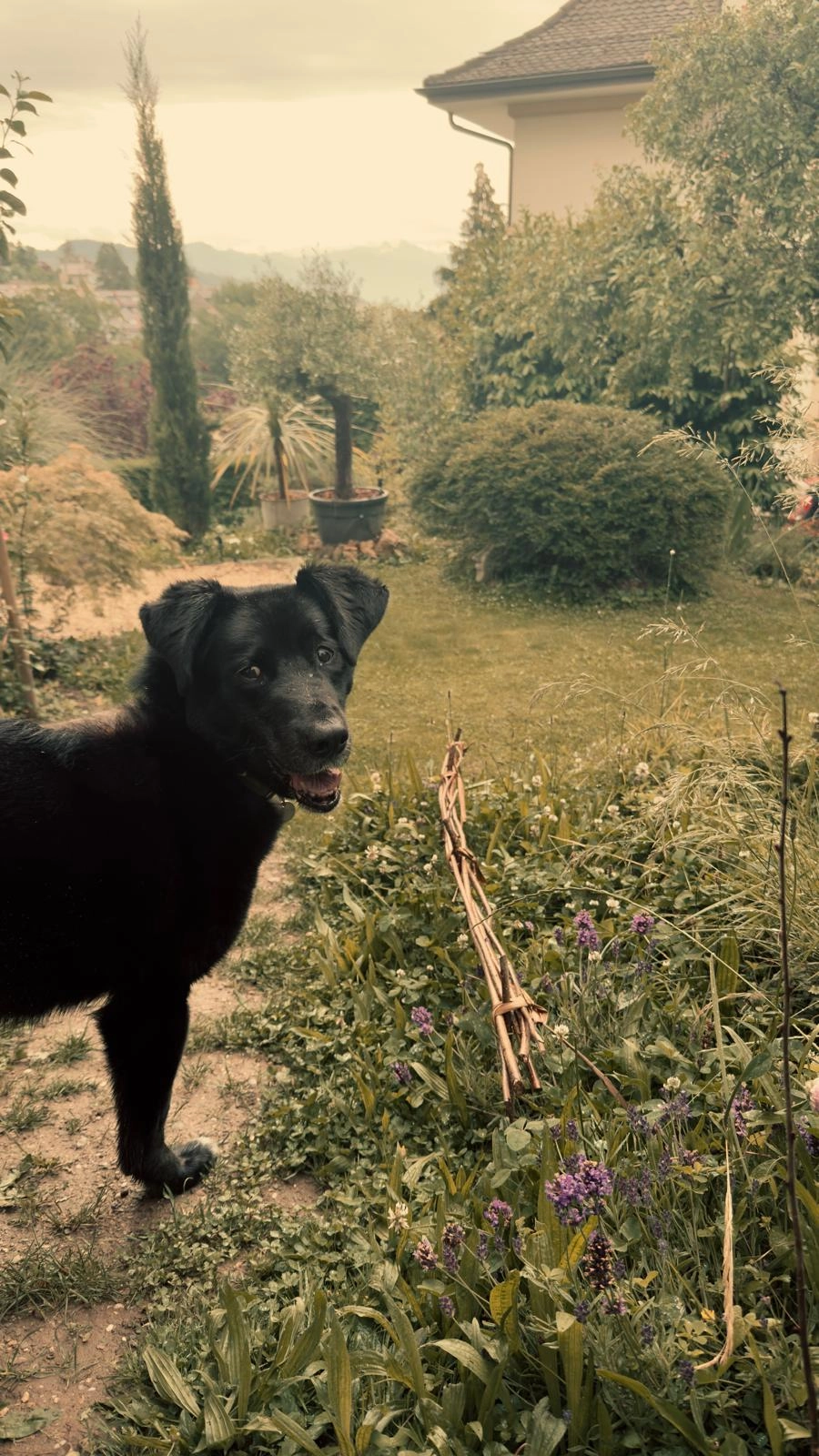 Hulk - Chemin Du Levant, Lausanne