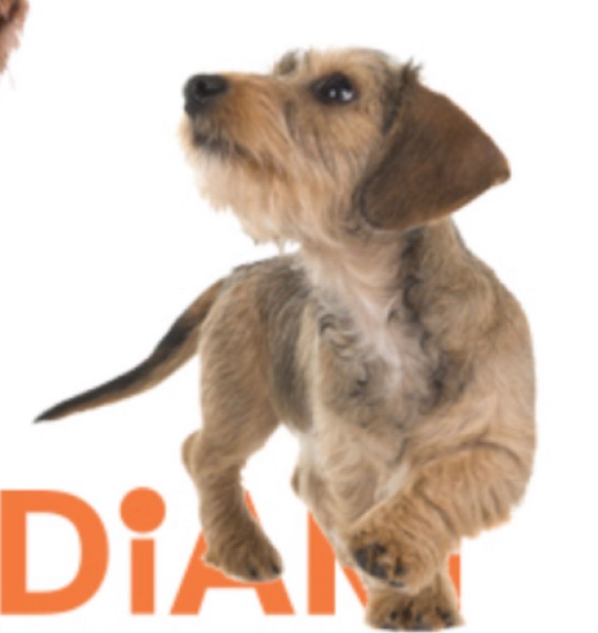 Fred - Grotestraat, Ootmarsum