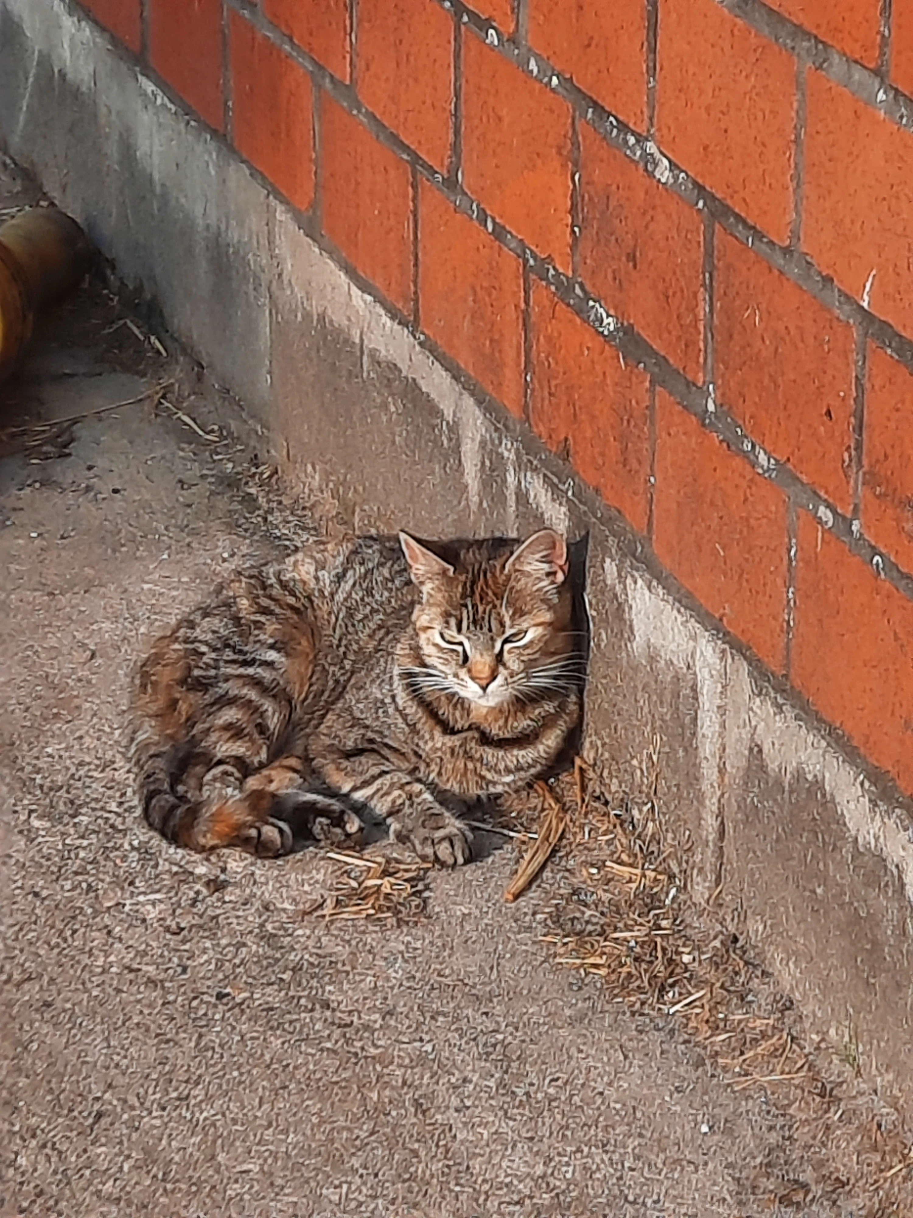 Ginny - Kolonie, Ladelund