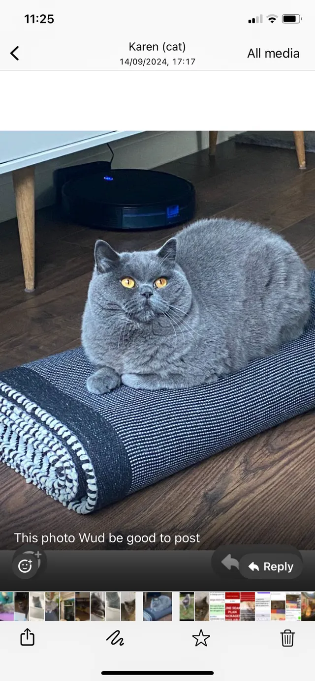 Bungle - KT13 8, Weybridge