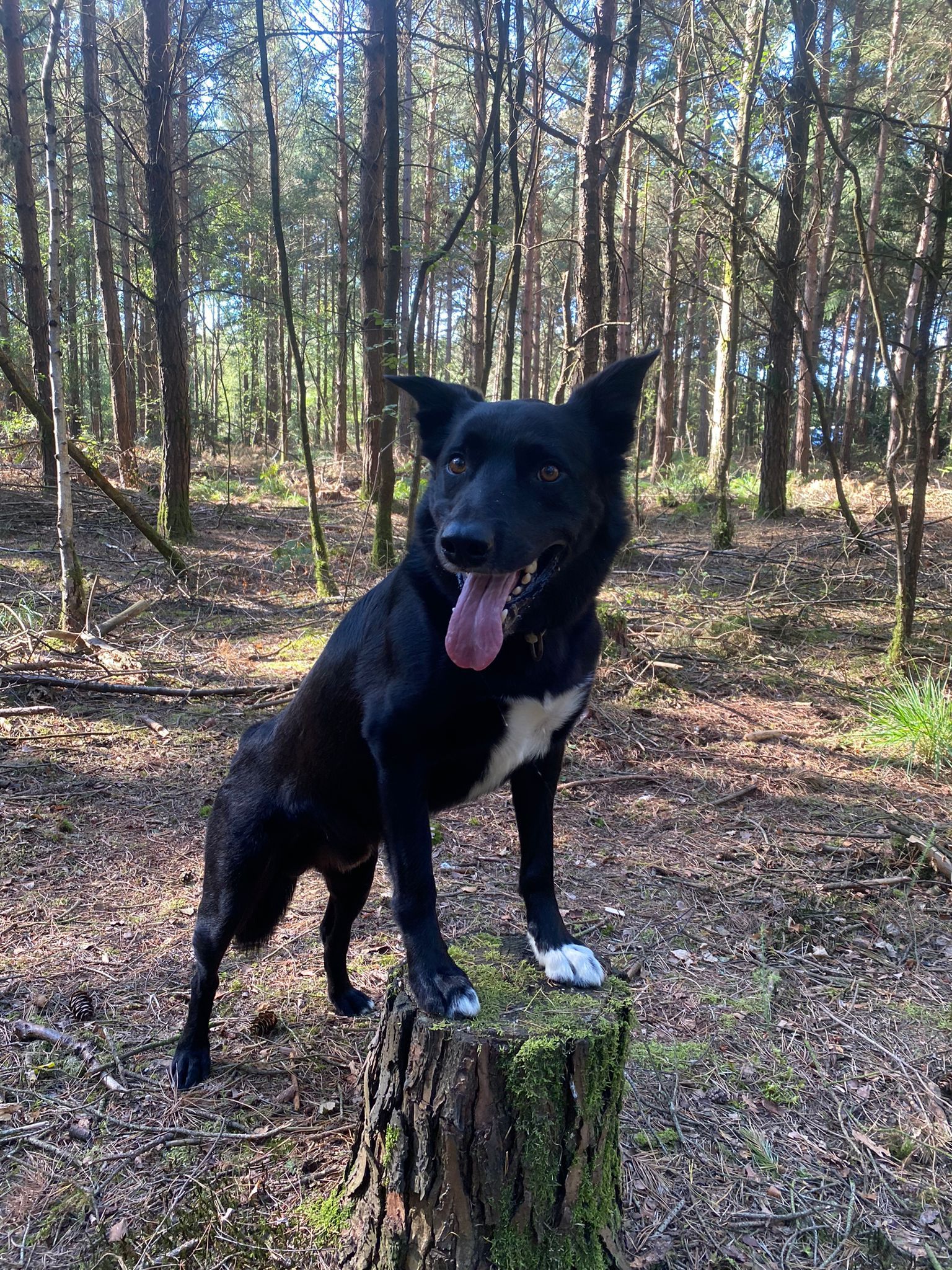 Max - Stoner Hill, Petersfield