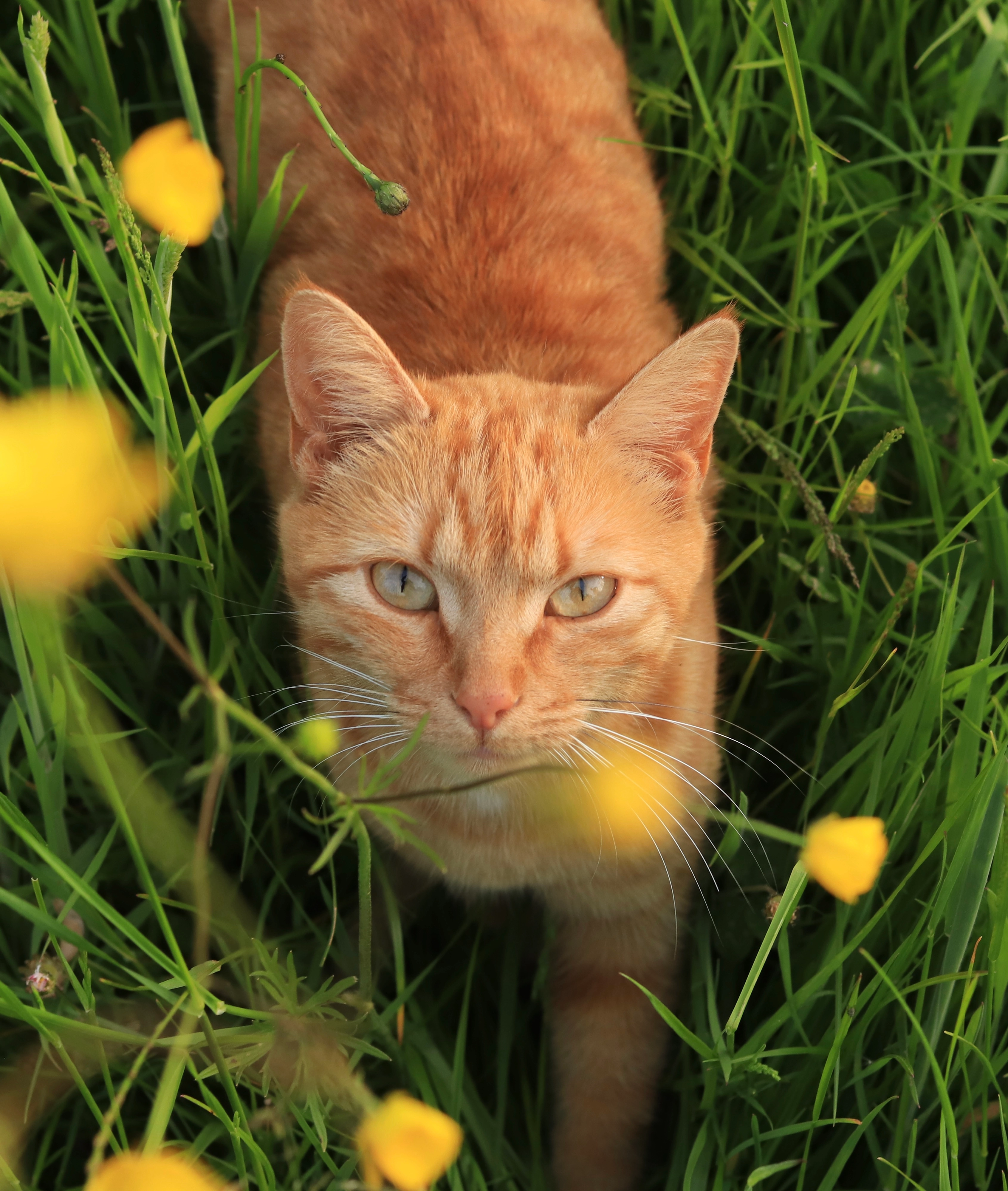 Kichta  - 6 La Célinais, Rives-du-Couesnon