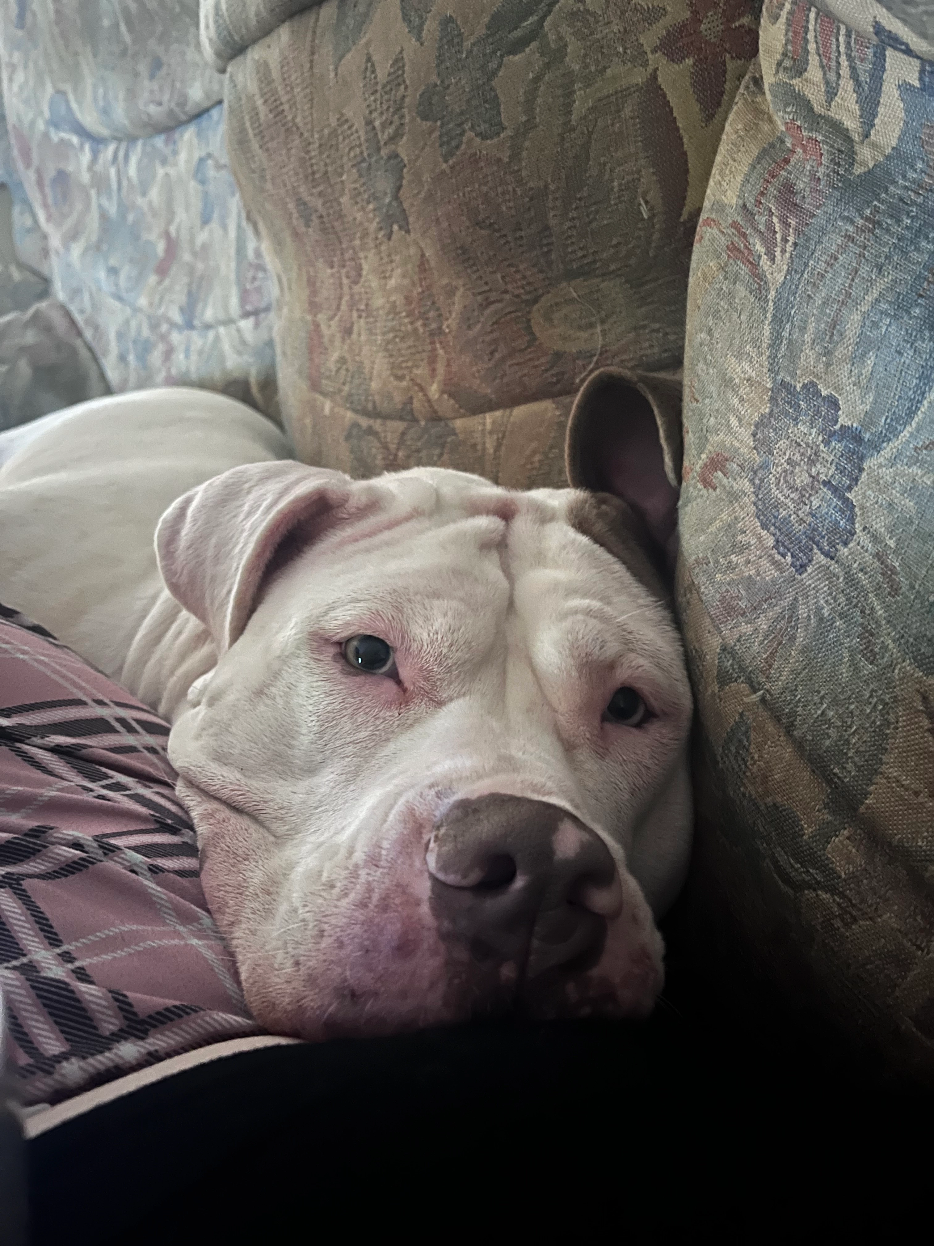 Minnie - 25 Hamilton Road, Stoke-on-Trent