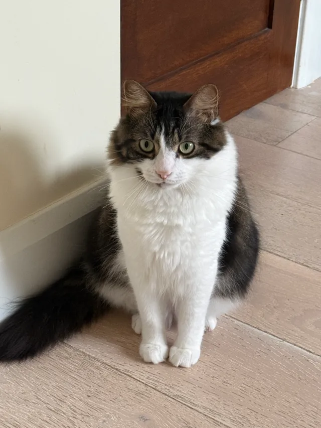 Kazuha - Ventnor Avenue, Stanmore