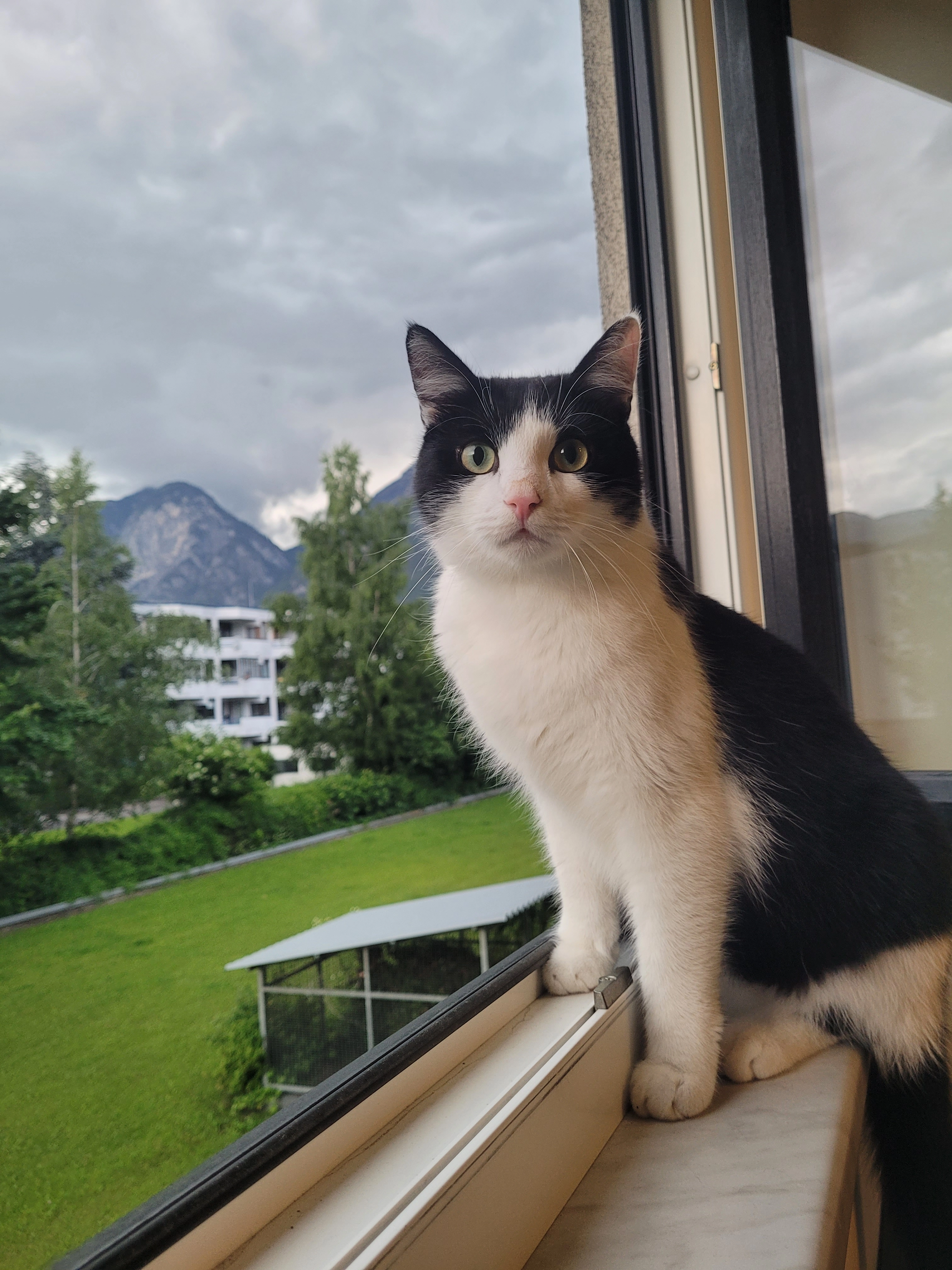 Lucio - Tiergartenstraße, Innsbruck