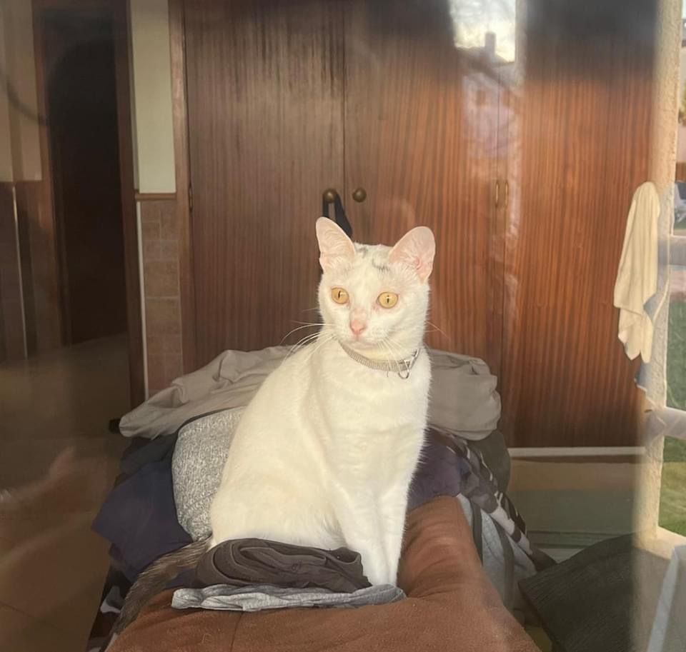 Sky - R Acácias Casa Gaivotas, Albufeira