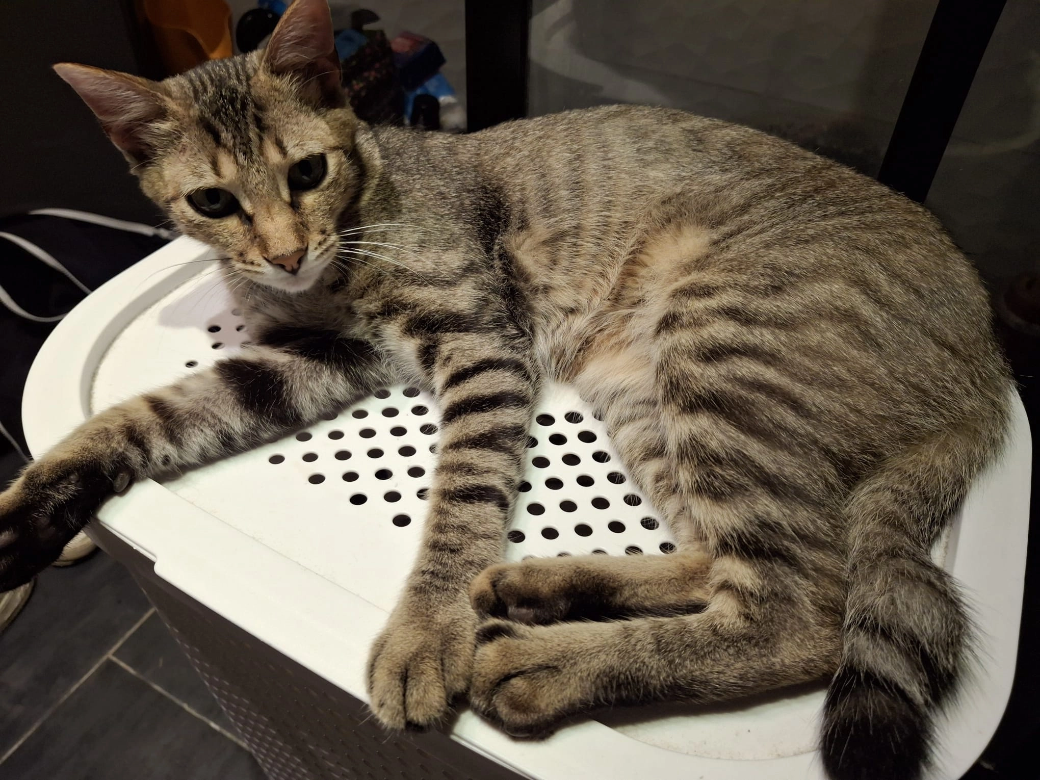 Sunny  - Rue Des Chênes, Ligné